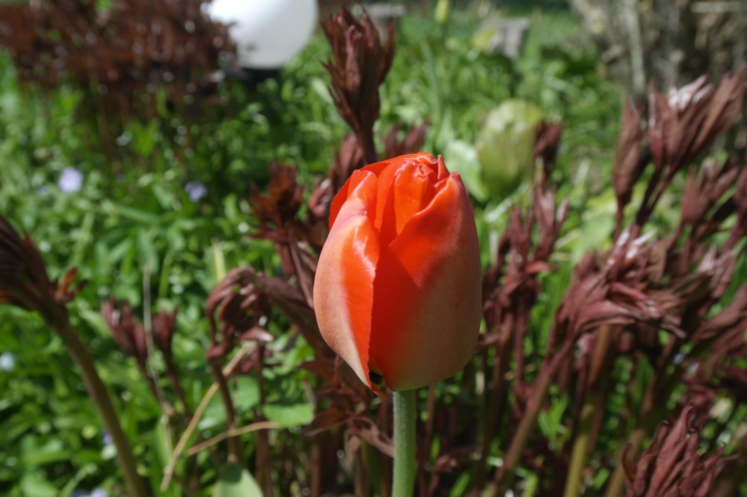 Photo 42
