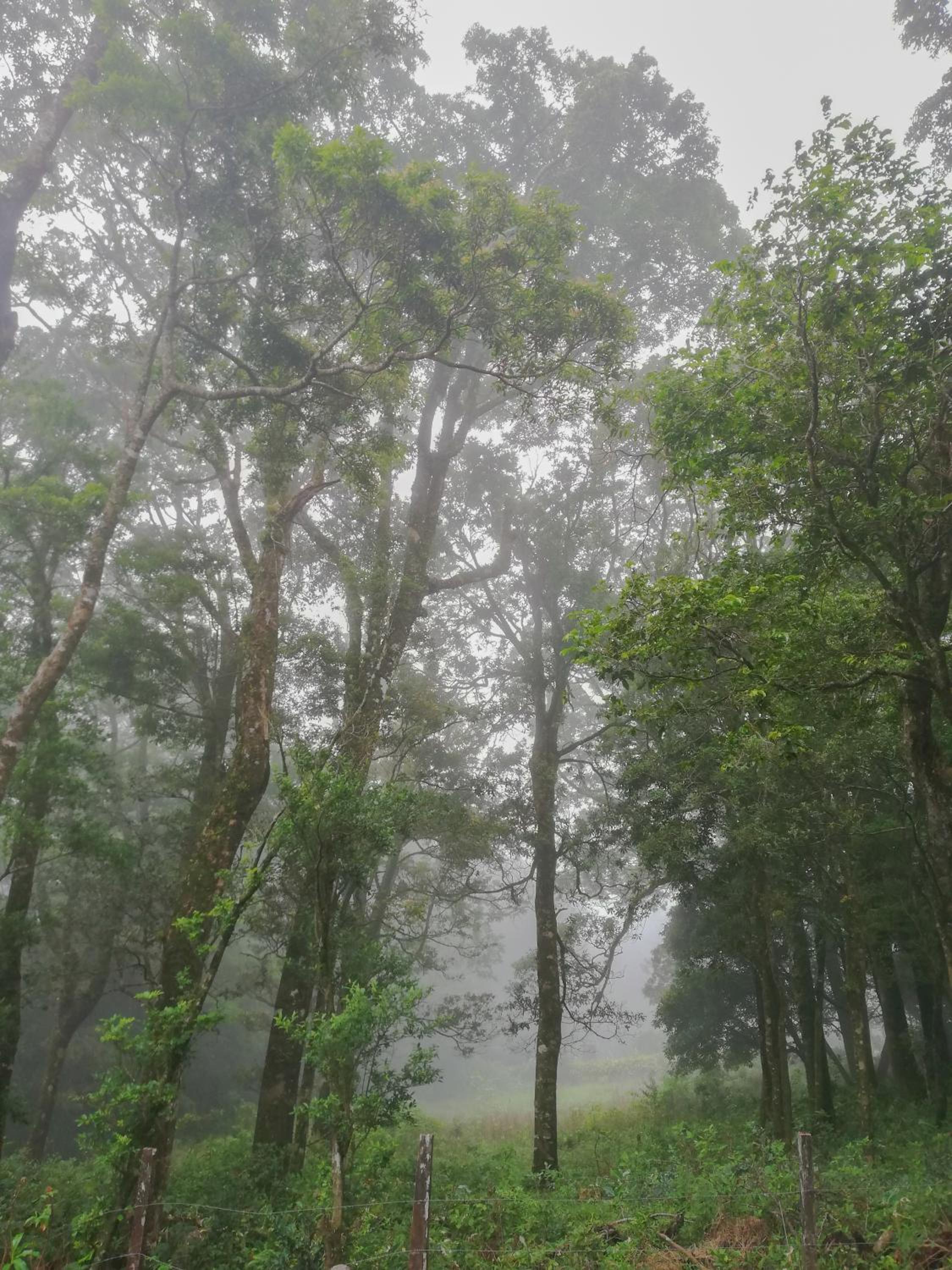 Green Habitat