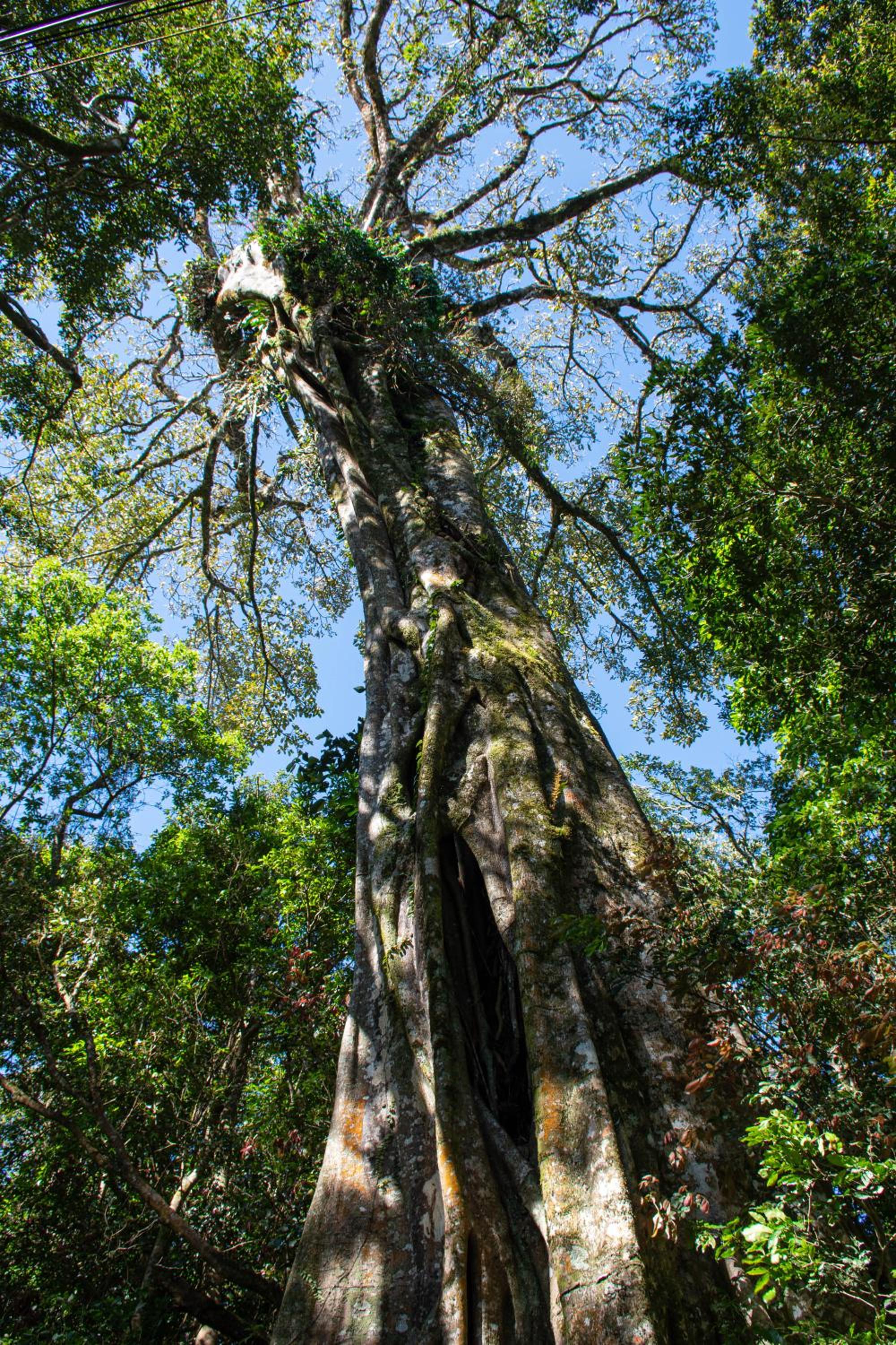 Green Habitat