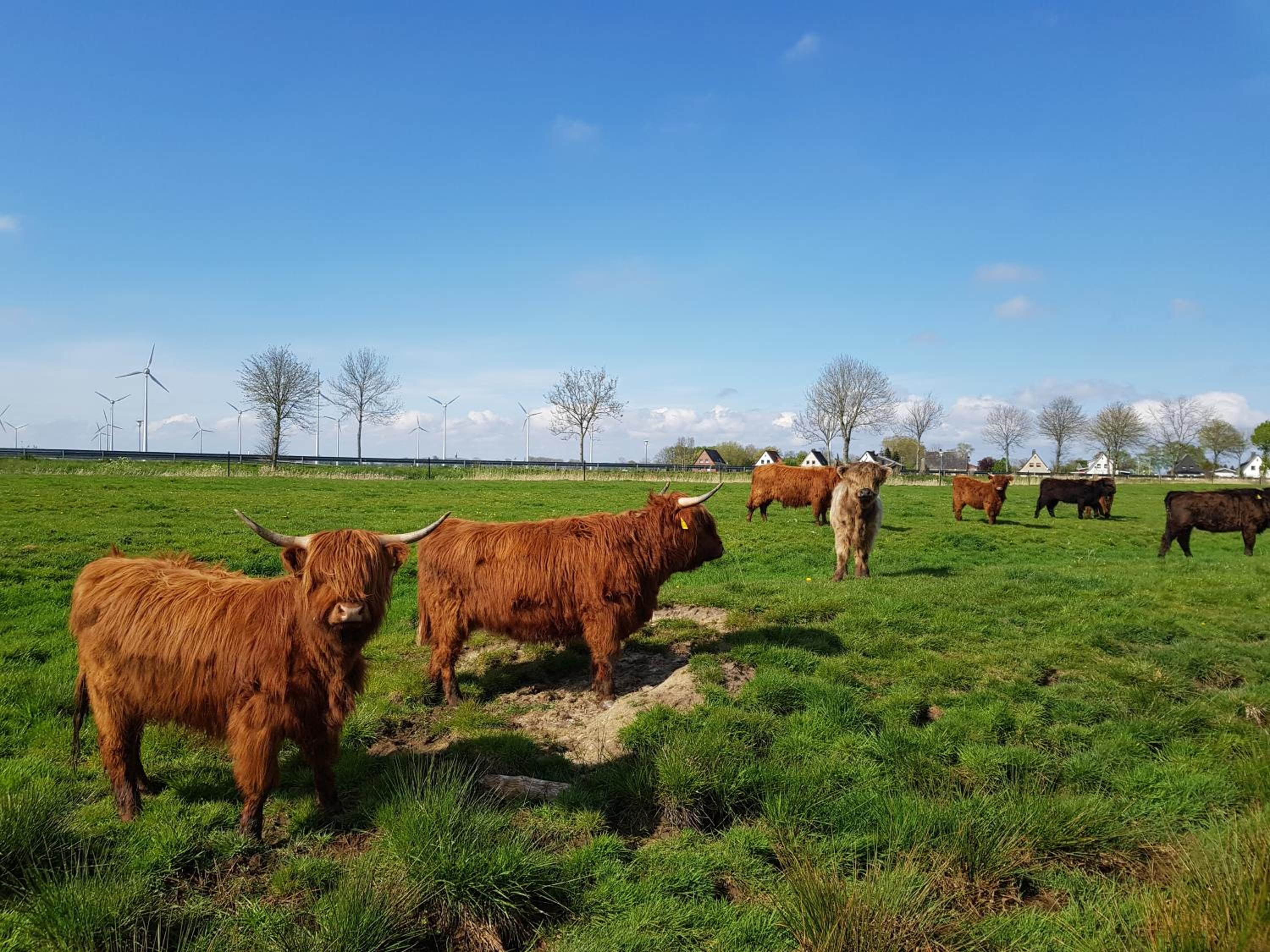 Biolandhof Dorn Highlander vom Elbdeich view 2