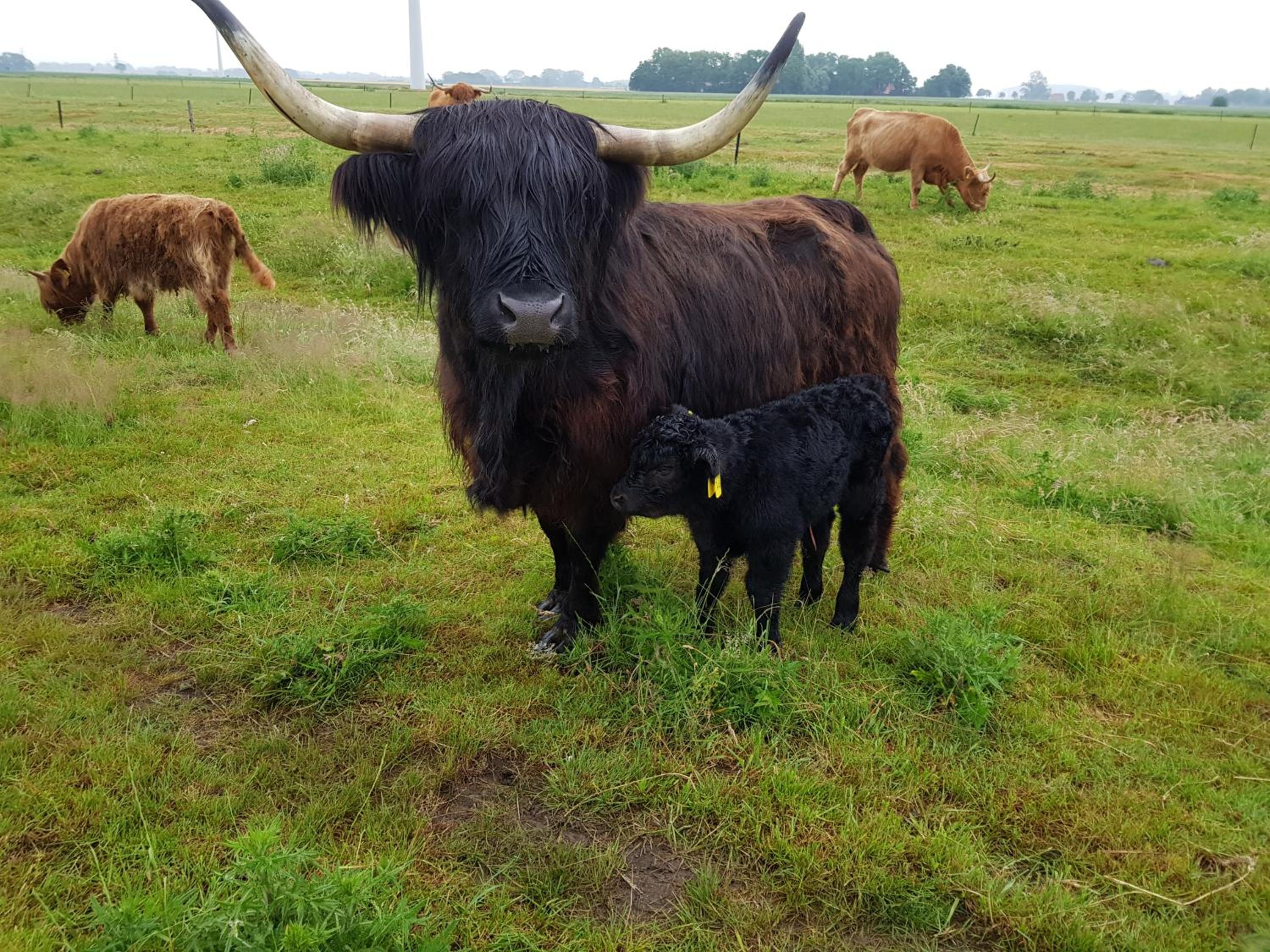 Biolandhof Dorn Highlander vom Elbdeich view 3