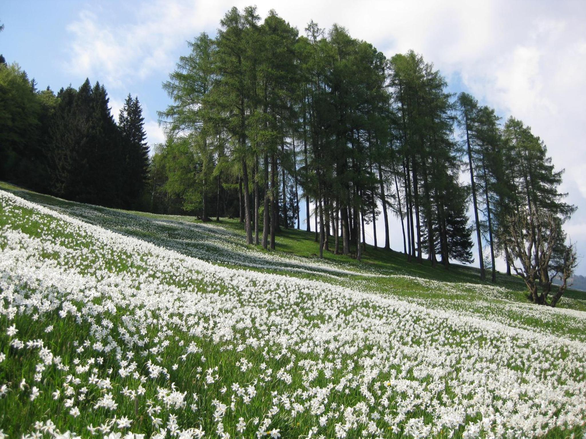 Apartma Podlogar Golica Triglav view 5