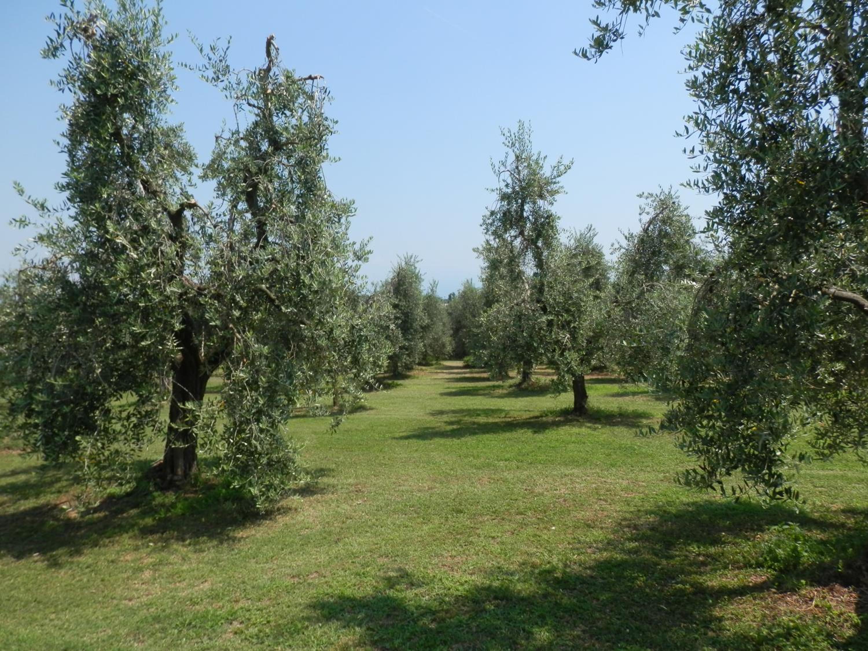 Agriturismo Fioralba view 4