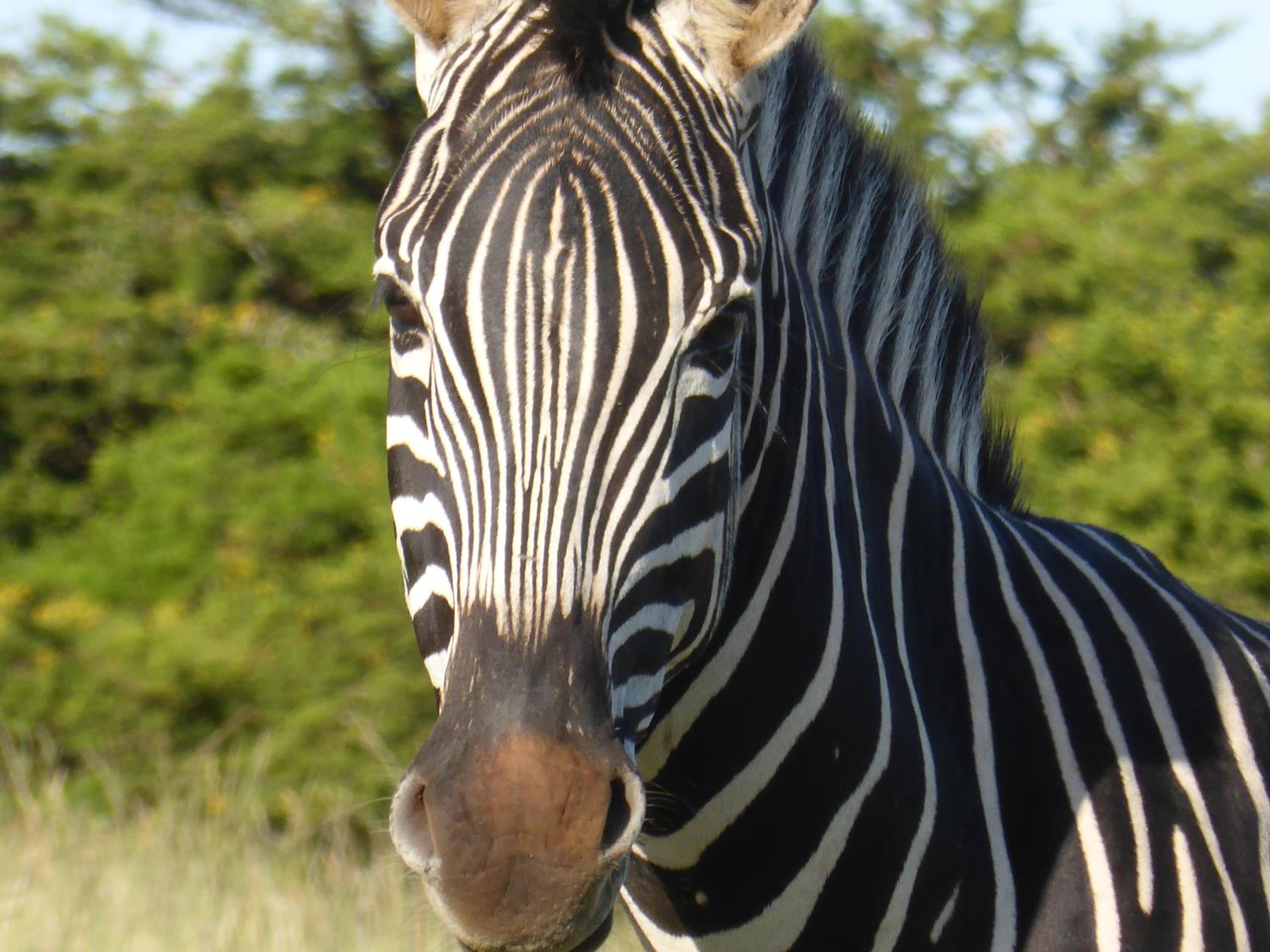 Jbay Zebra Lodge