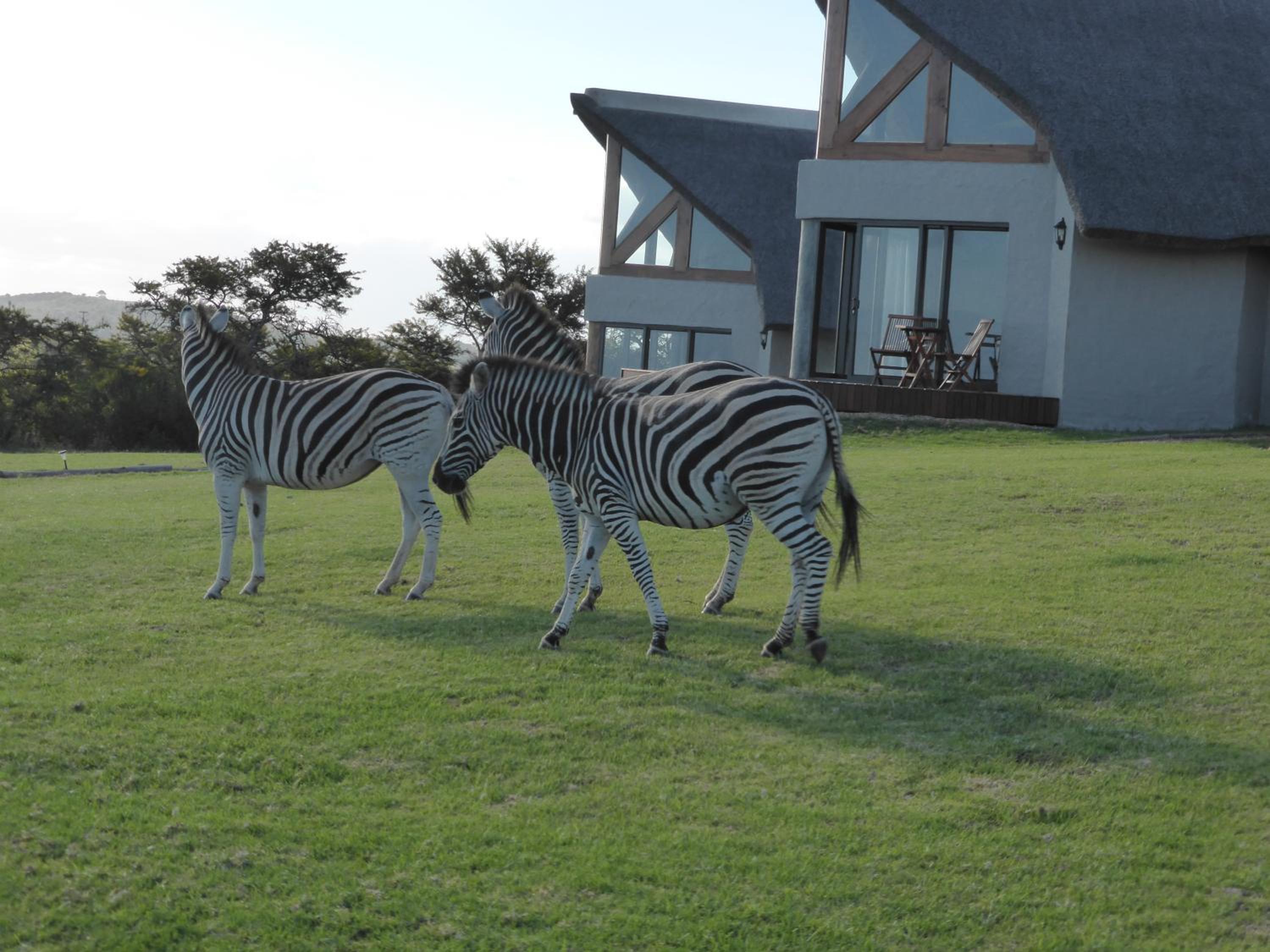 Jbay Zebra Lodge