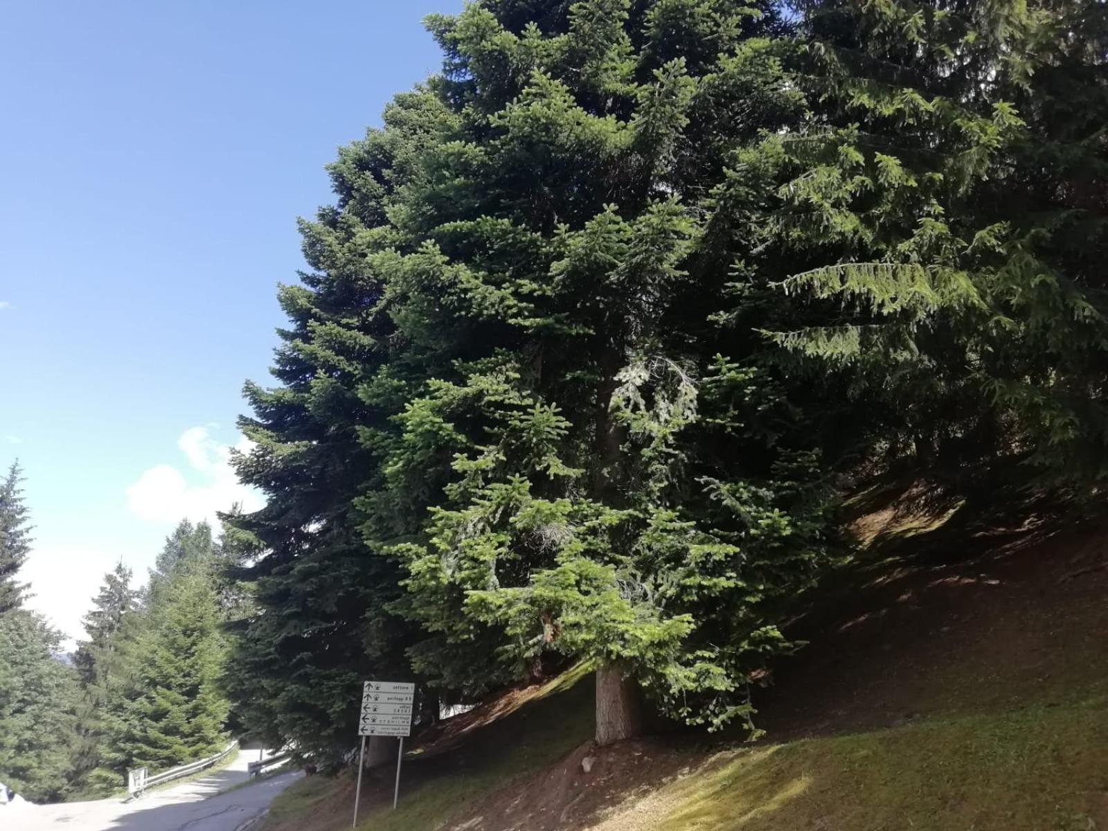 Vetrate sul bosco view 3
