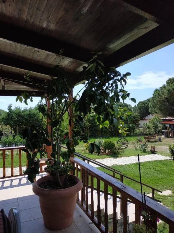 Ivonnis Garden