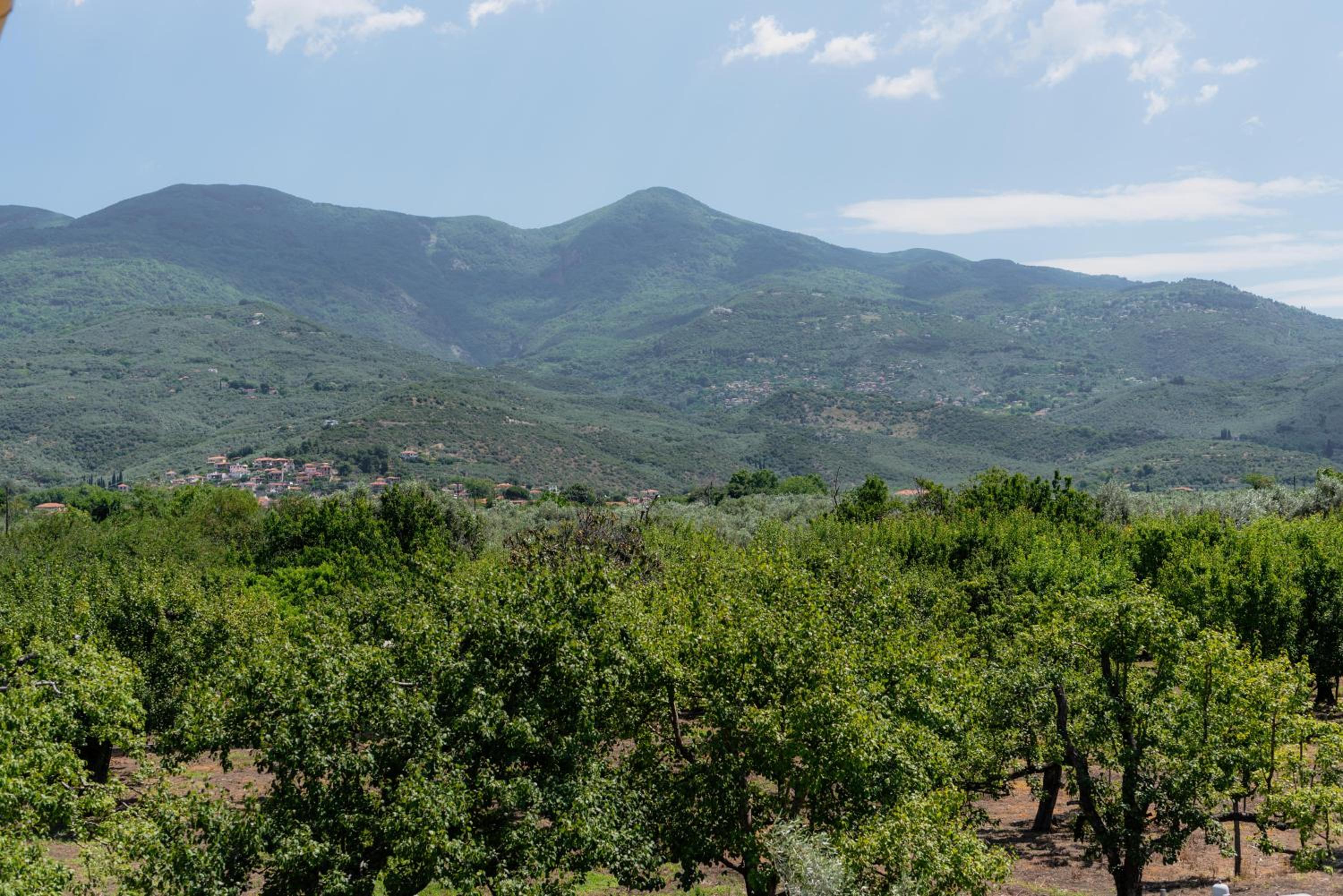 Karavos Grove