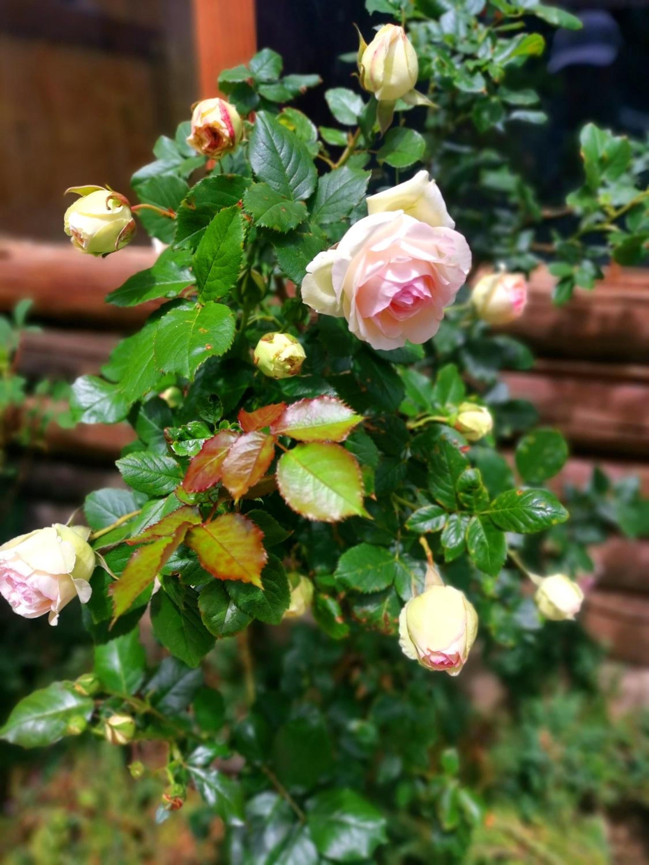 Photo 46