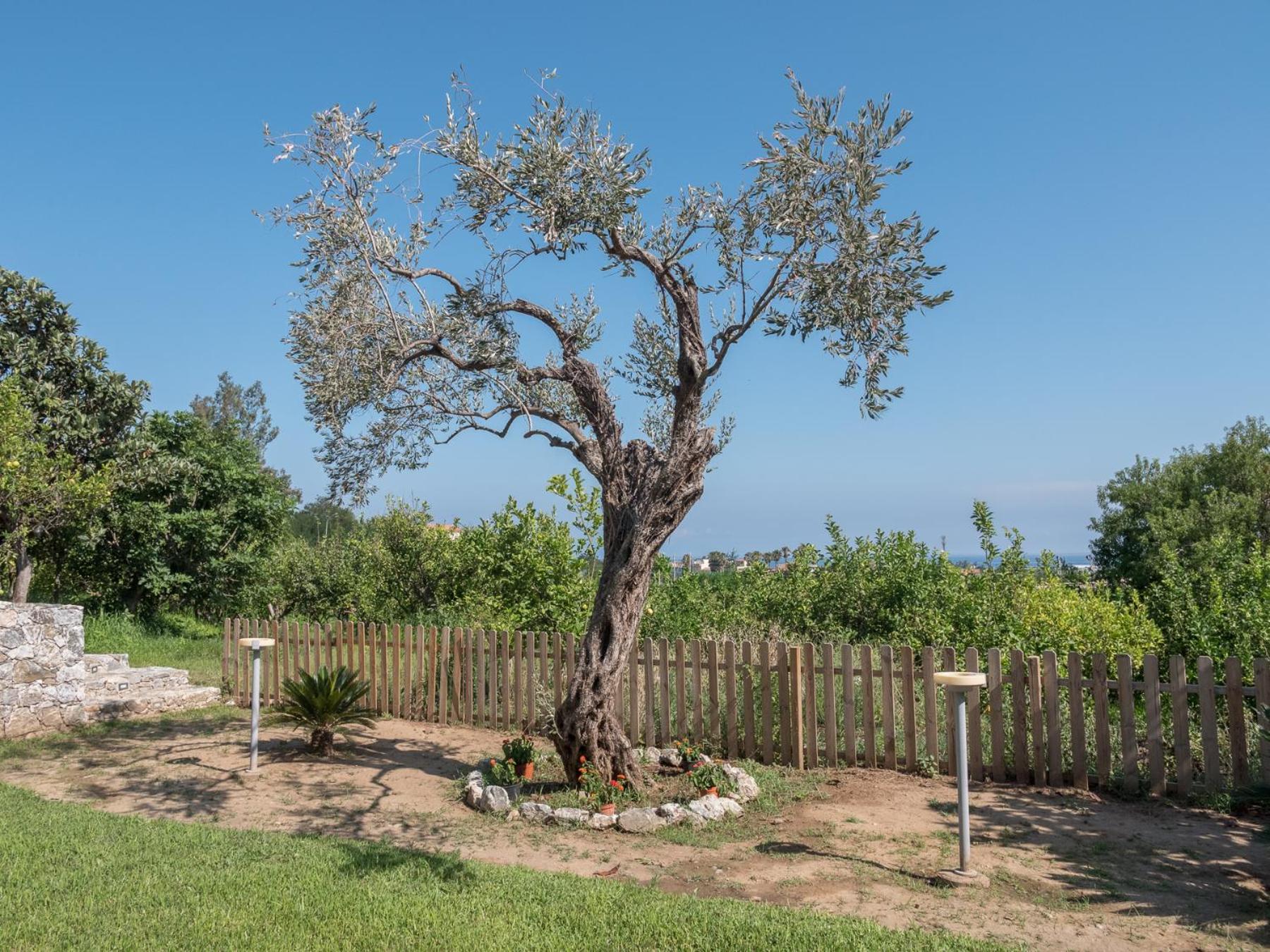 B&B Il Gelso Rooms photo 5