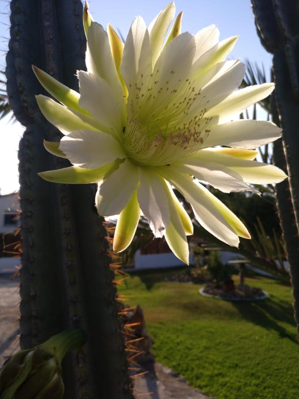 Photo 44