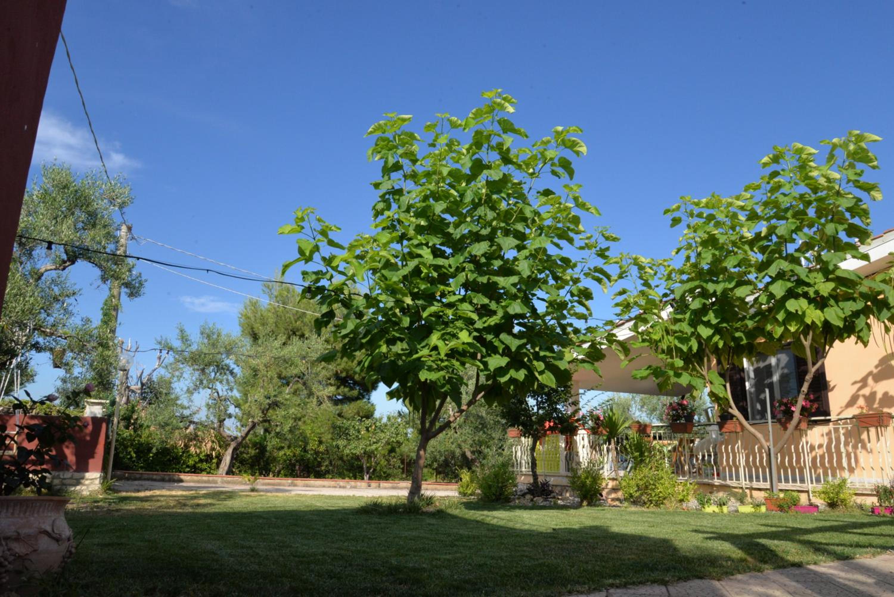 Photo 41