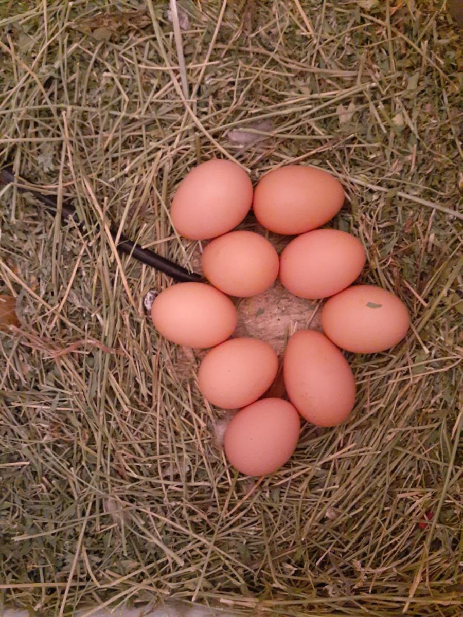 Palm Springs Vacations - Crashpod Hostel - Property Image 11