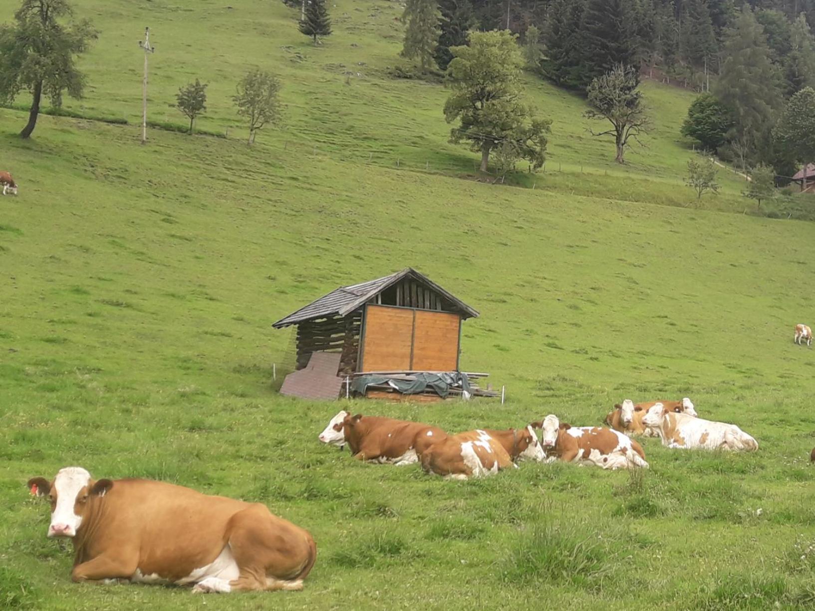 SonnenChalet Werfenweng