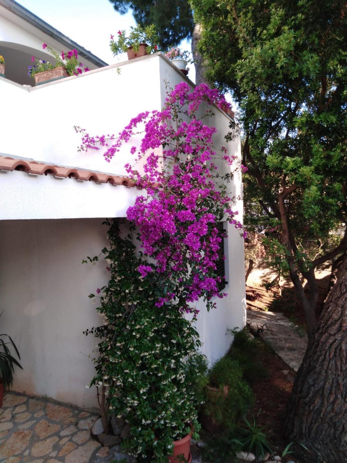 Apartments Brac Mirca view 4