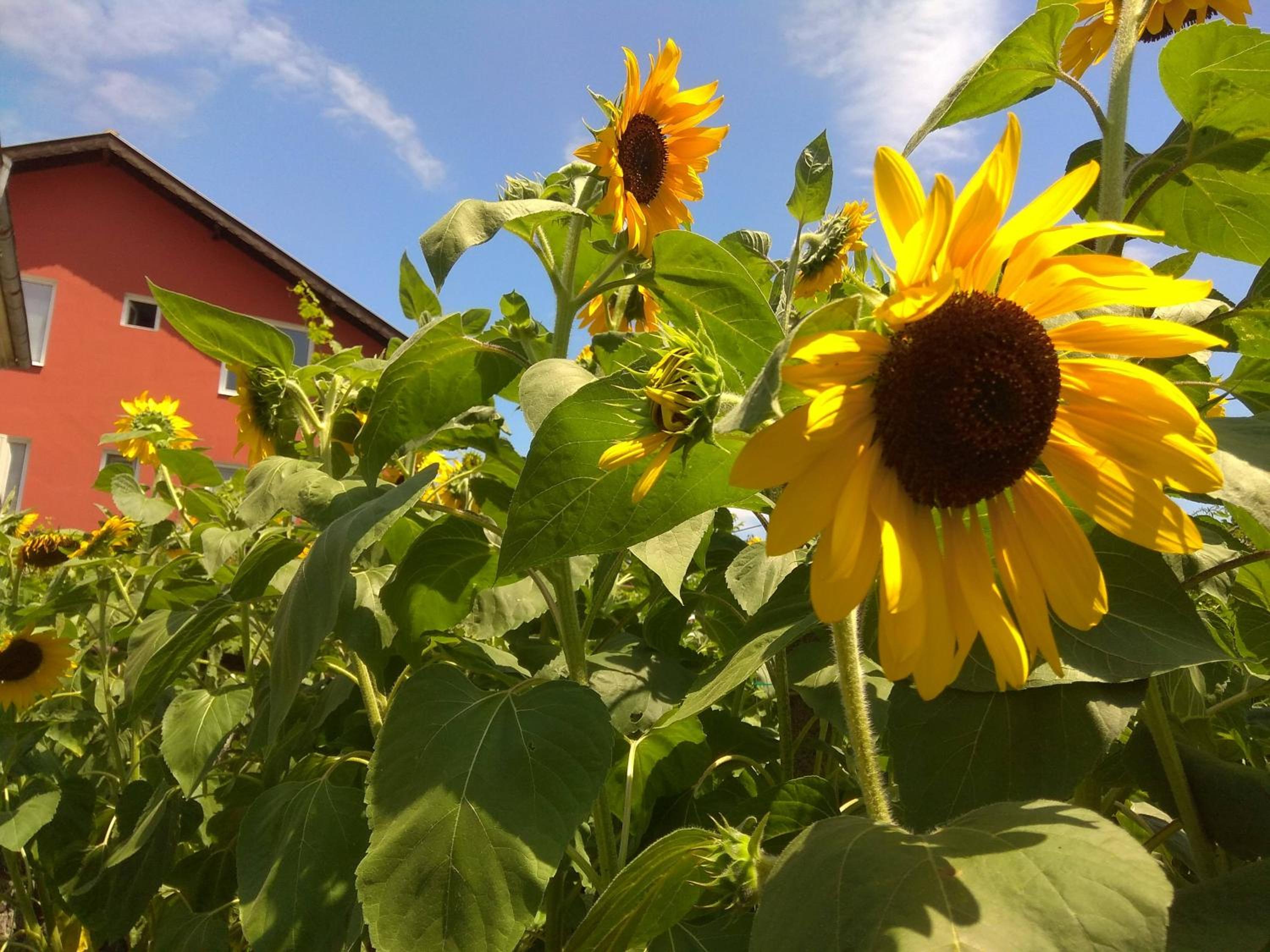 Guest House Sunflowers