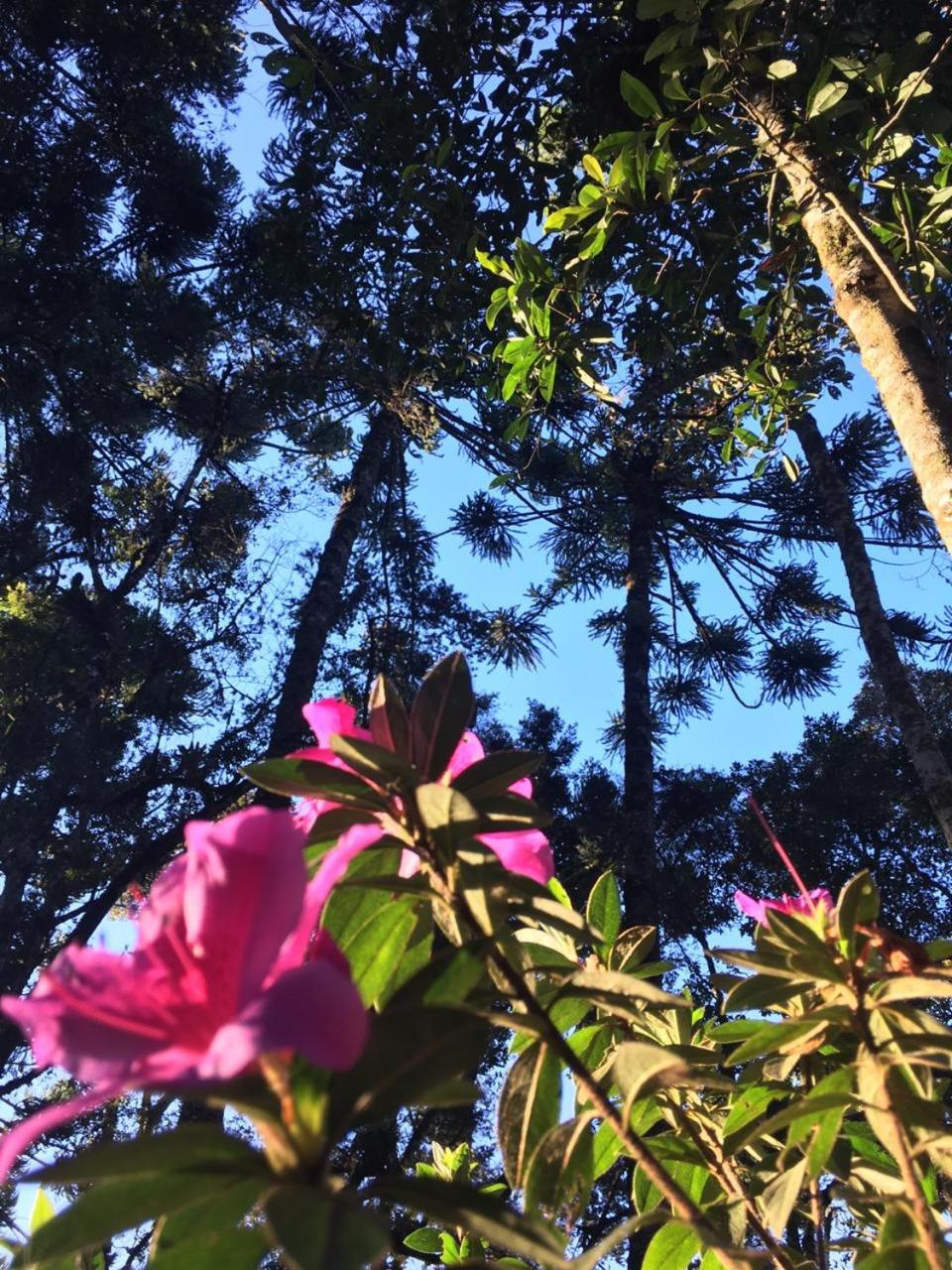 Bosque das Araucárias
