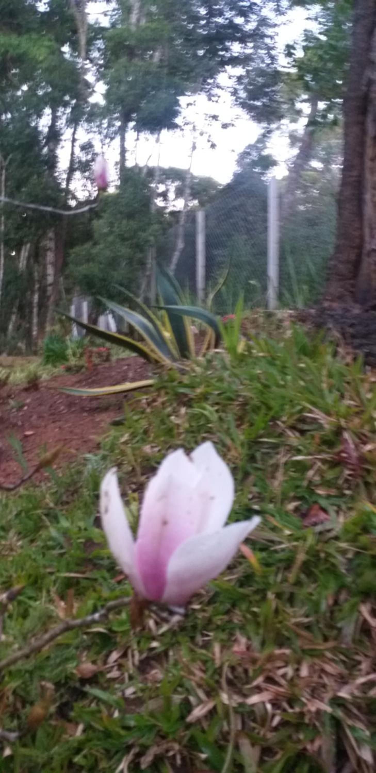 Bosque das Araucárias