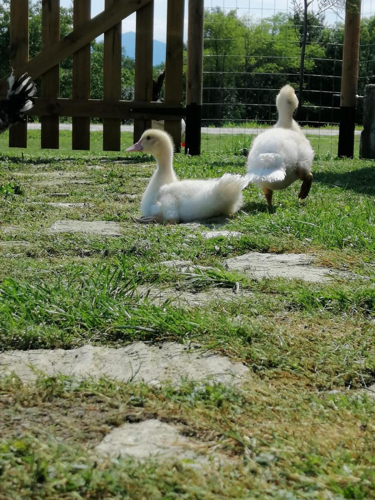 Photo 33