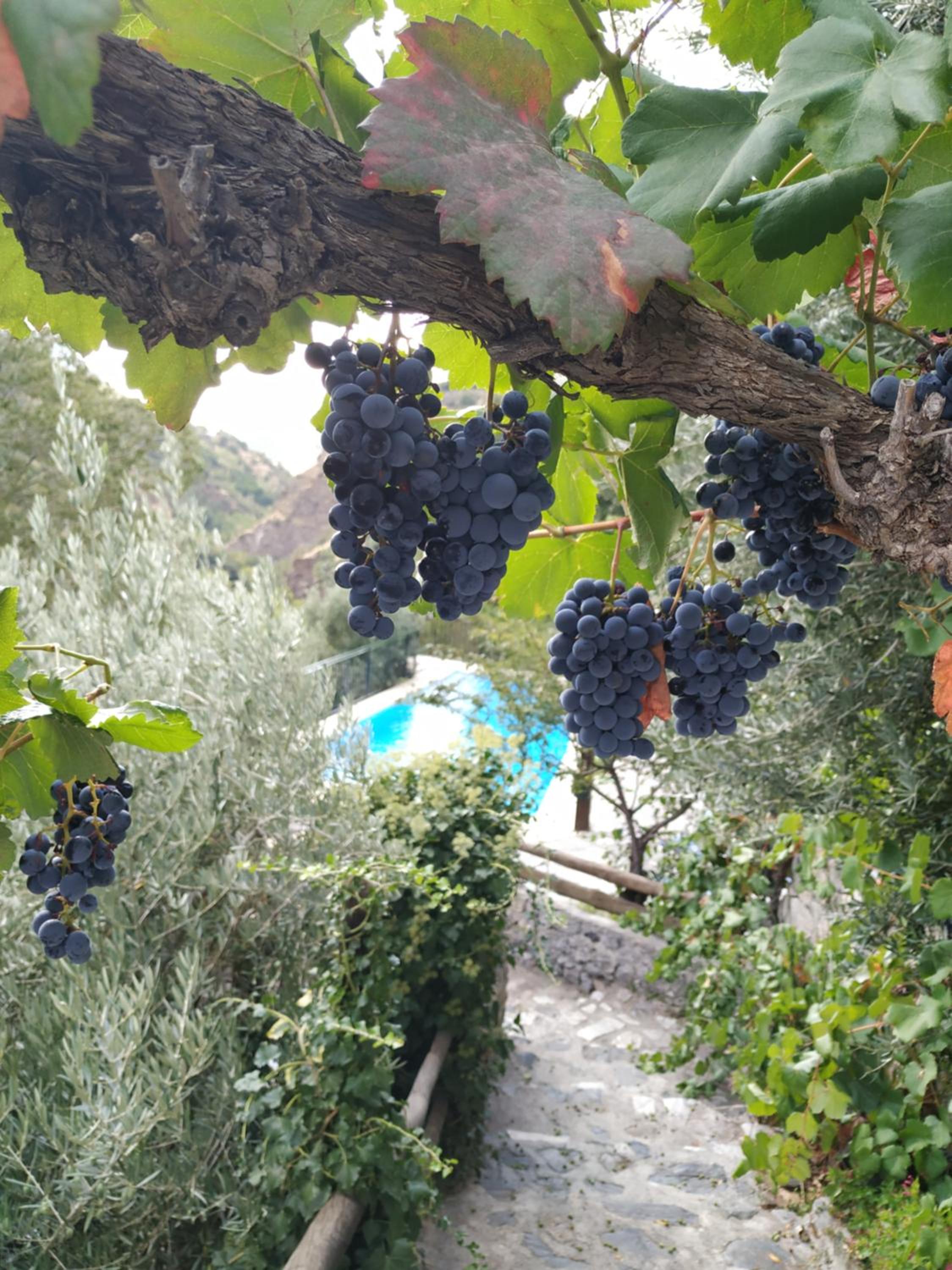 Cortijo La Solana