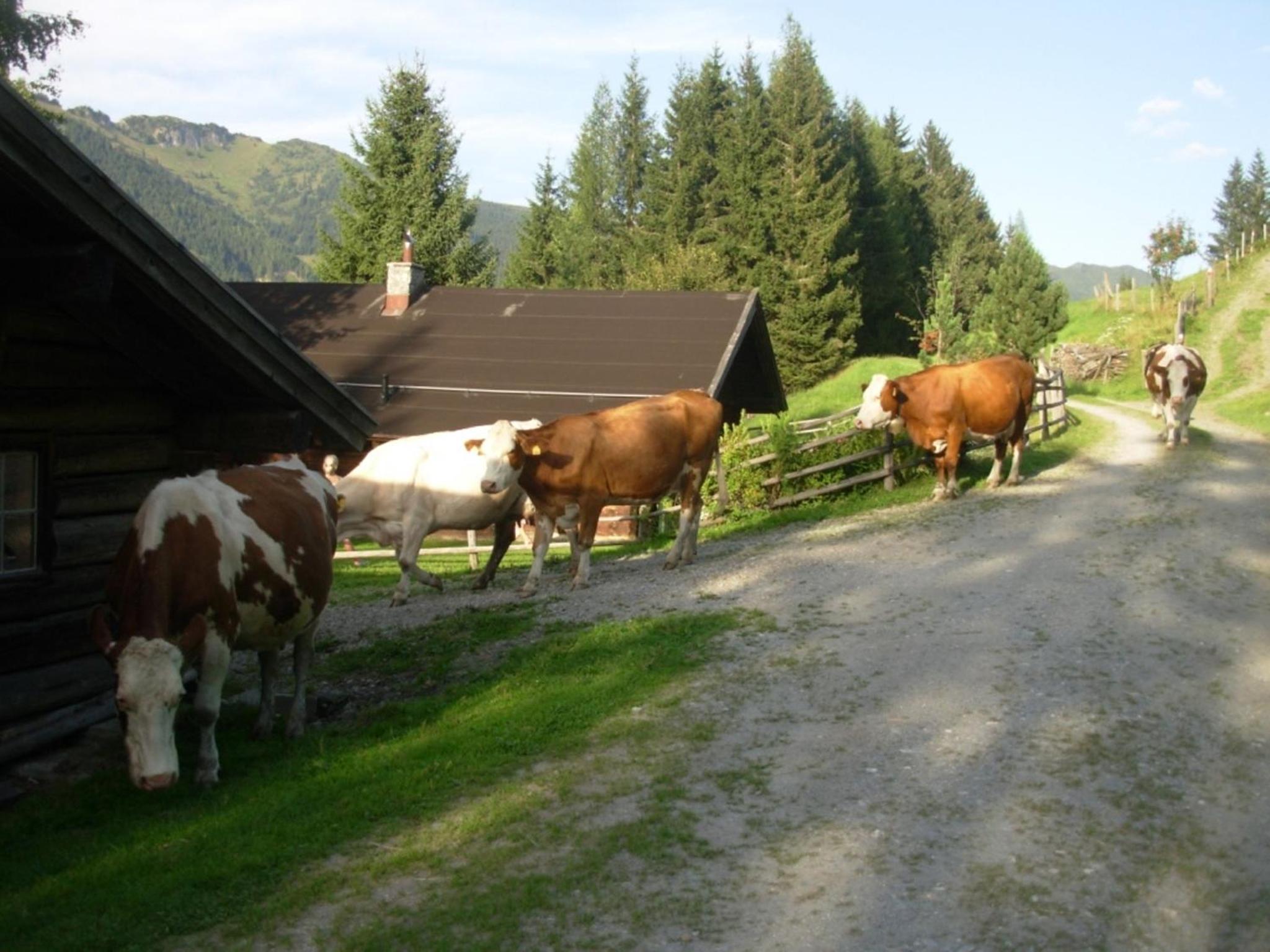 Wandlehenhof