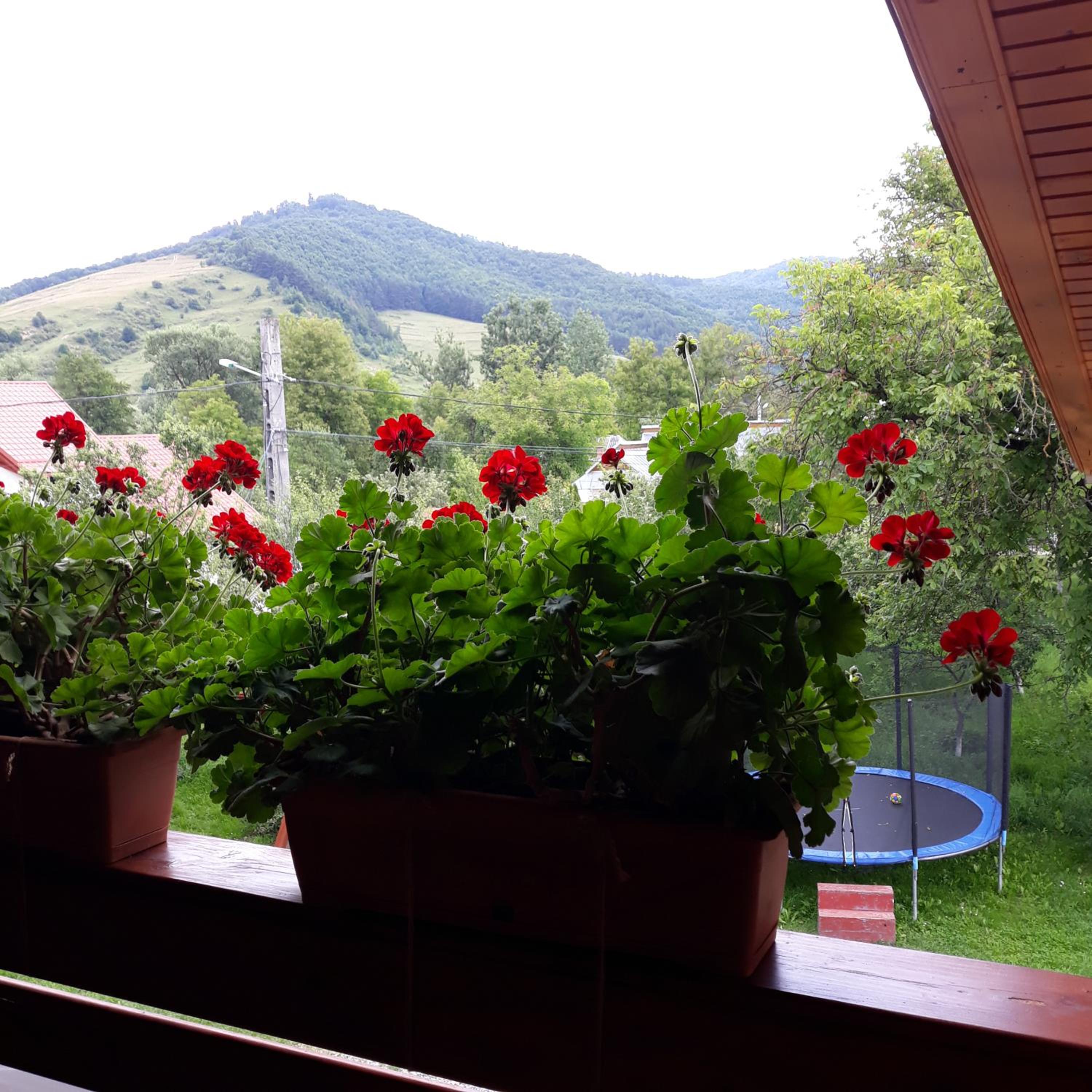 Pensiunea Covaciu view 4