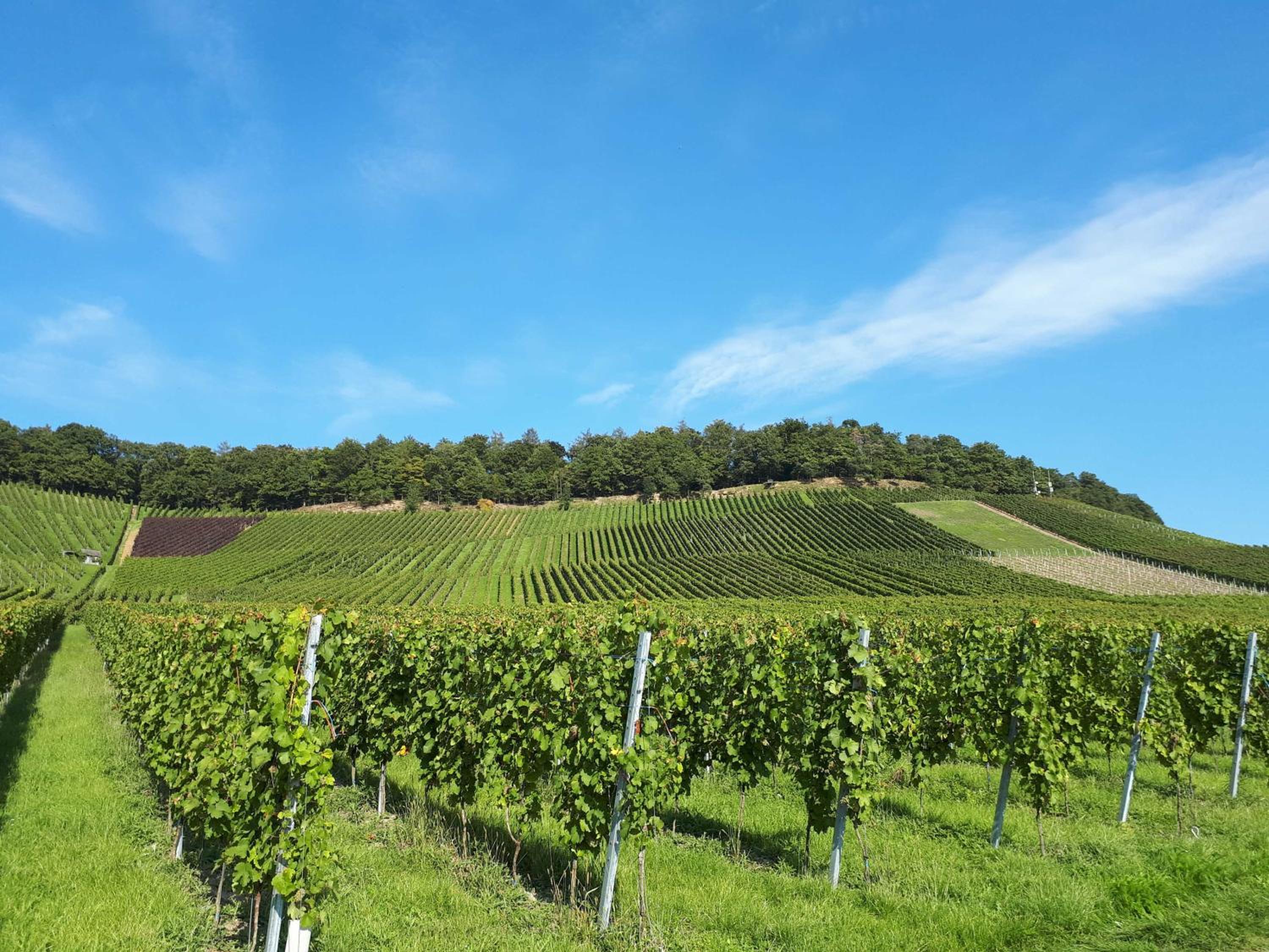 Weinlodge am Geissberg