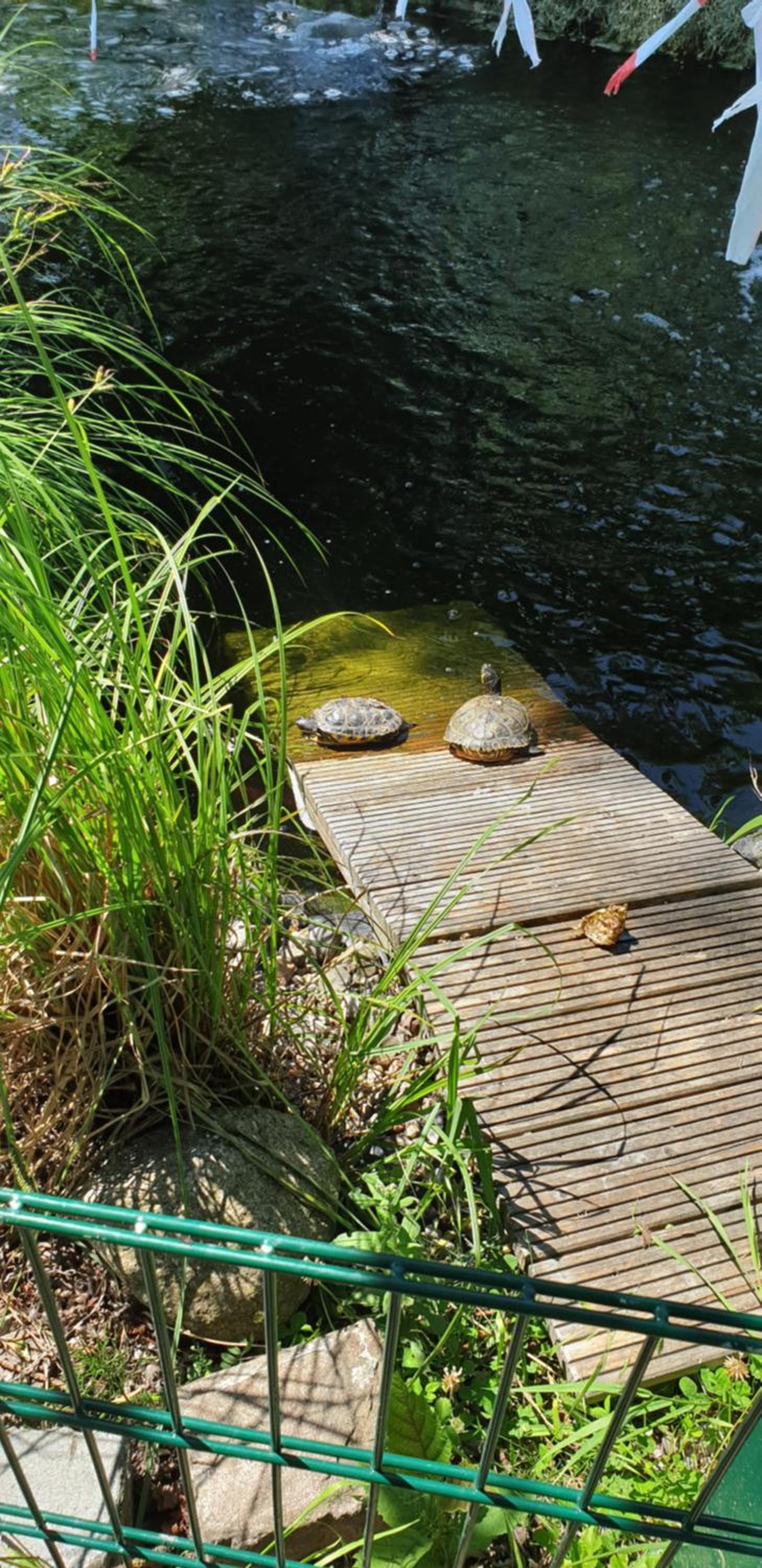 Ferienbungalow Haus am Teich