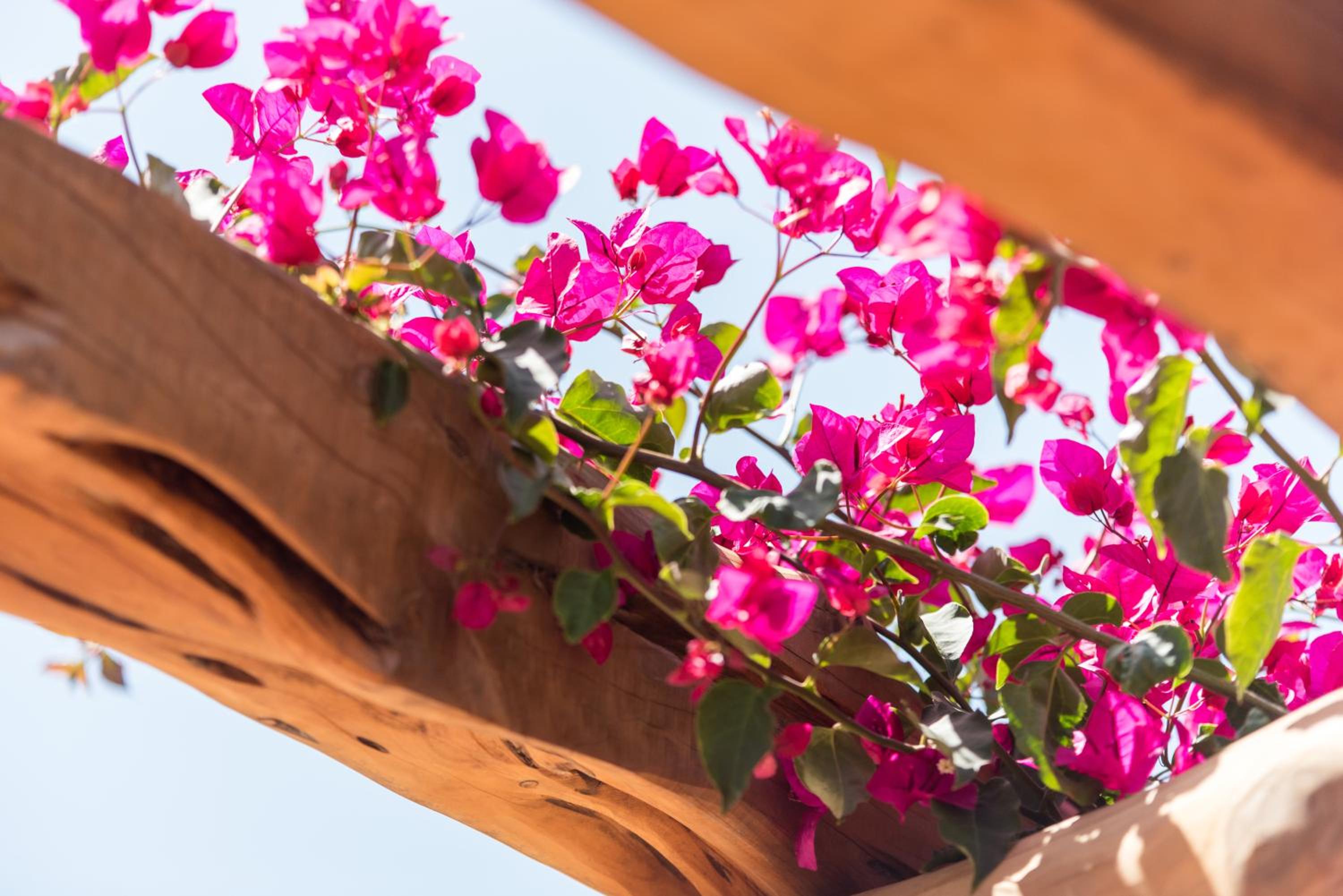 Valley Club Ibiza - Boutique Agroturismo