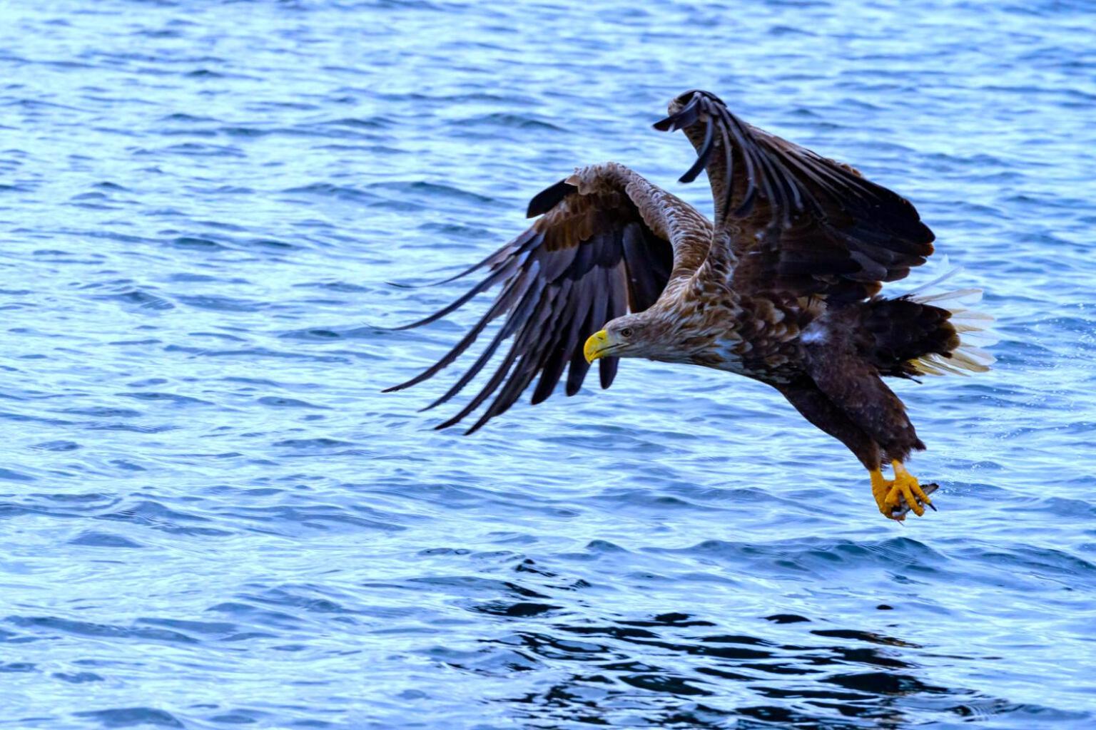 Eagle View Lofoten view 2