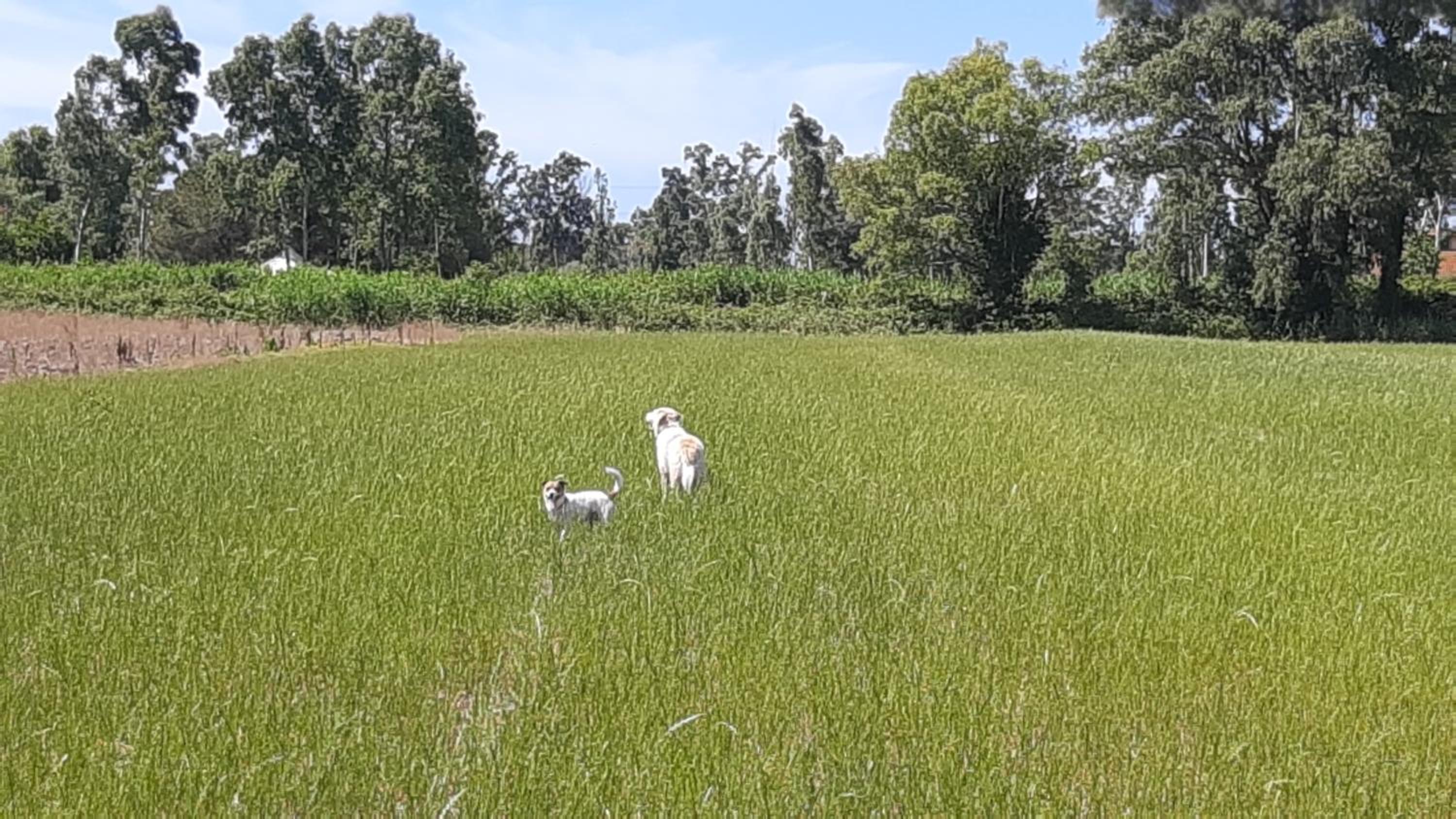 Il Casale Corte Rossa photo 4