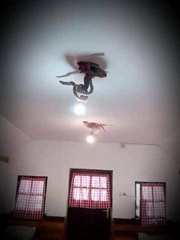 Photo 41