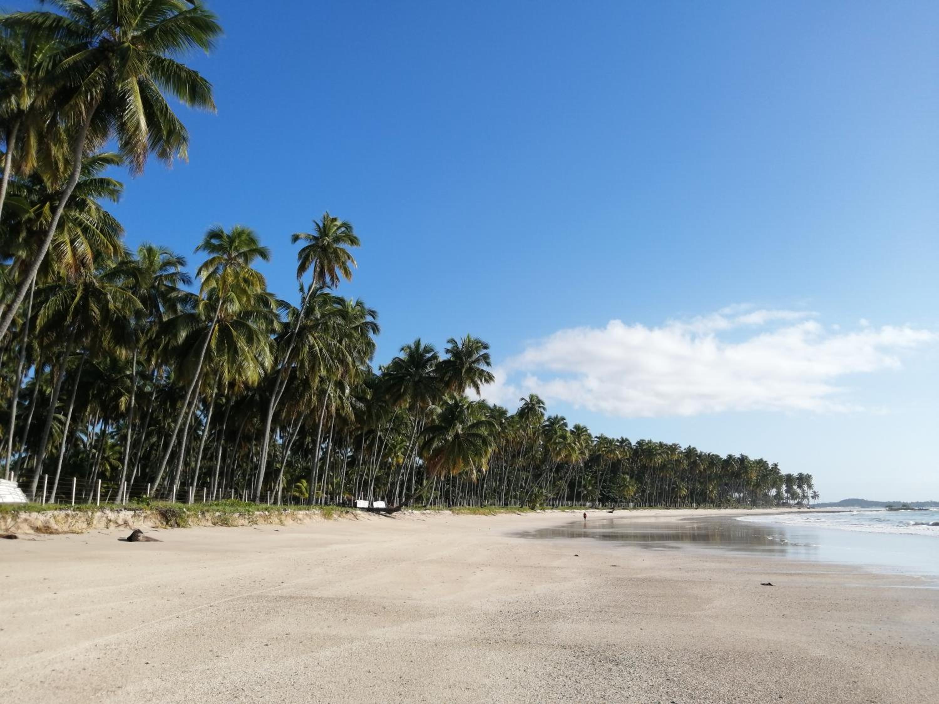 Carneiros Paradiso