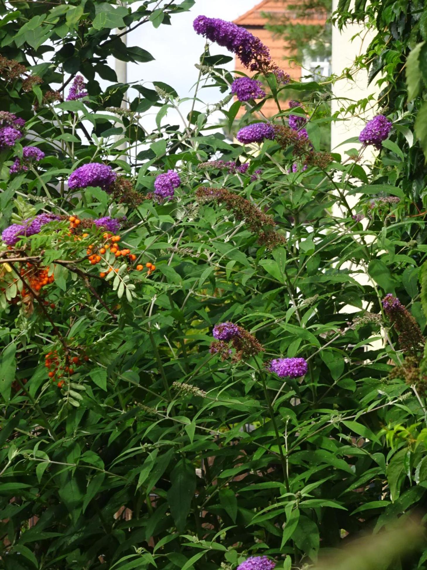 Photo 47