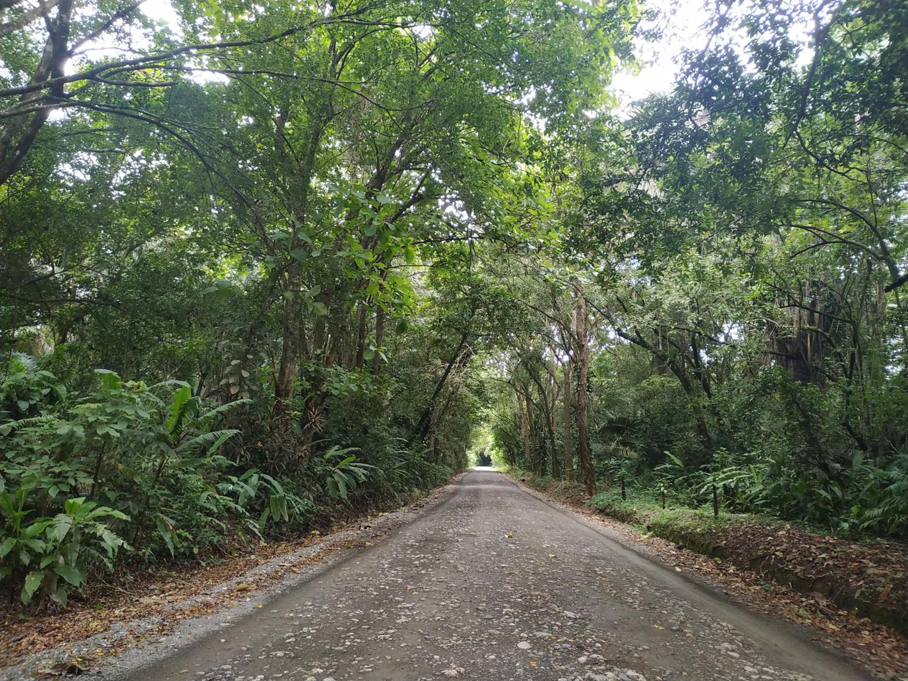 Four Monkeys Eco Lodge Jungle & Beach - The House