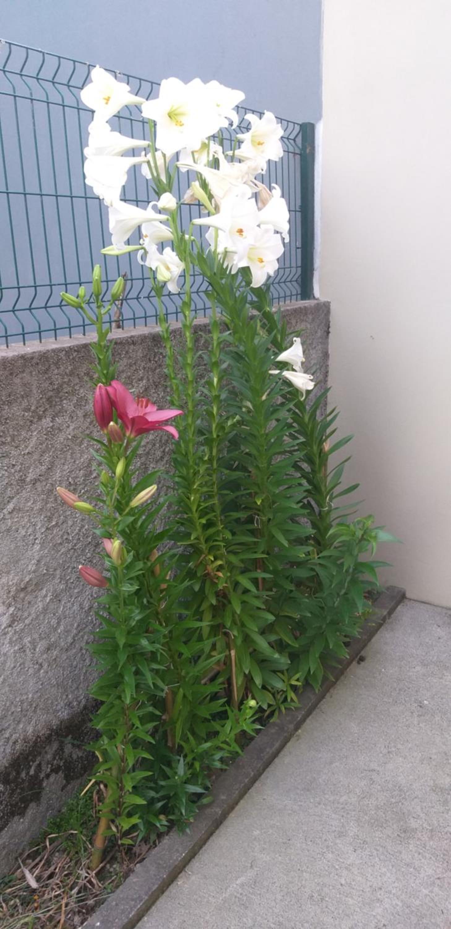 Photo 35
