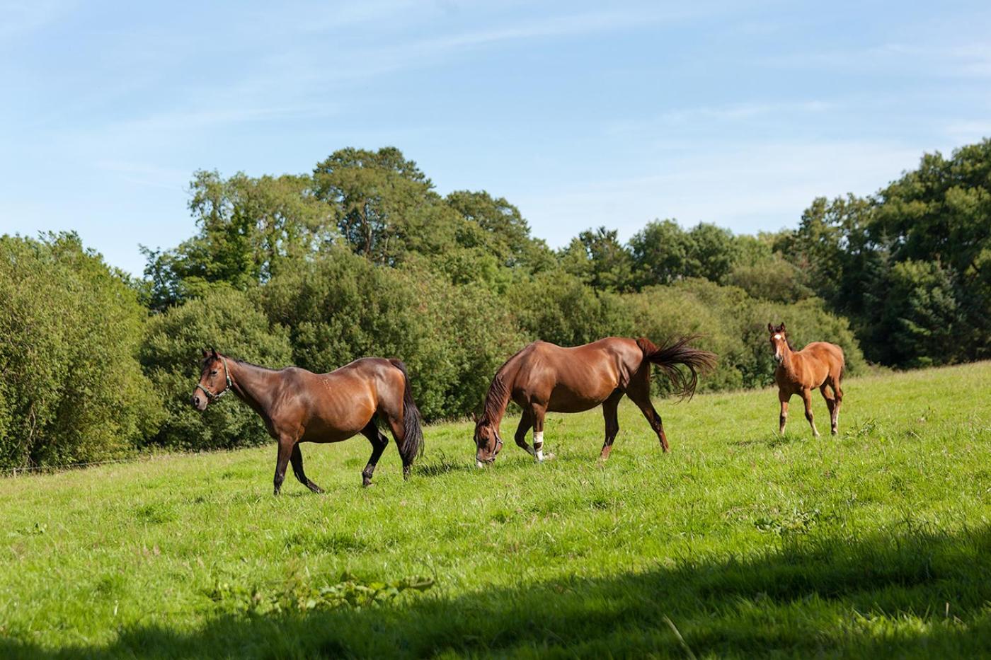 Waterford Vacations - Coolcormack Stud BB - Property Image 5