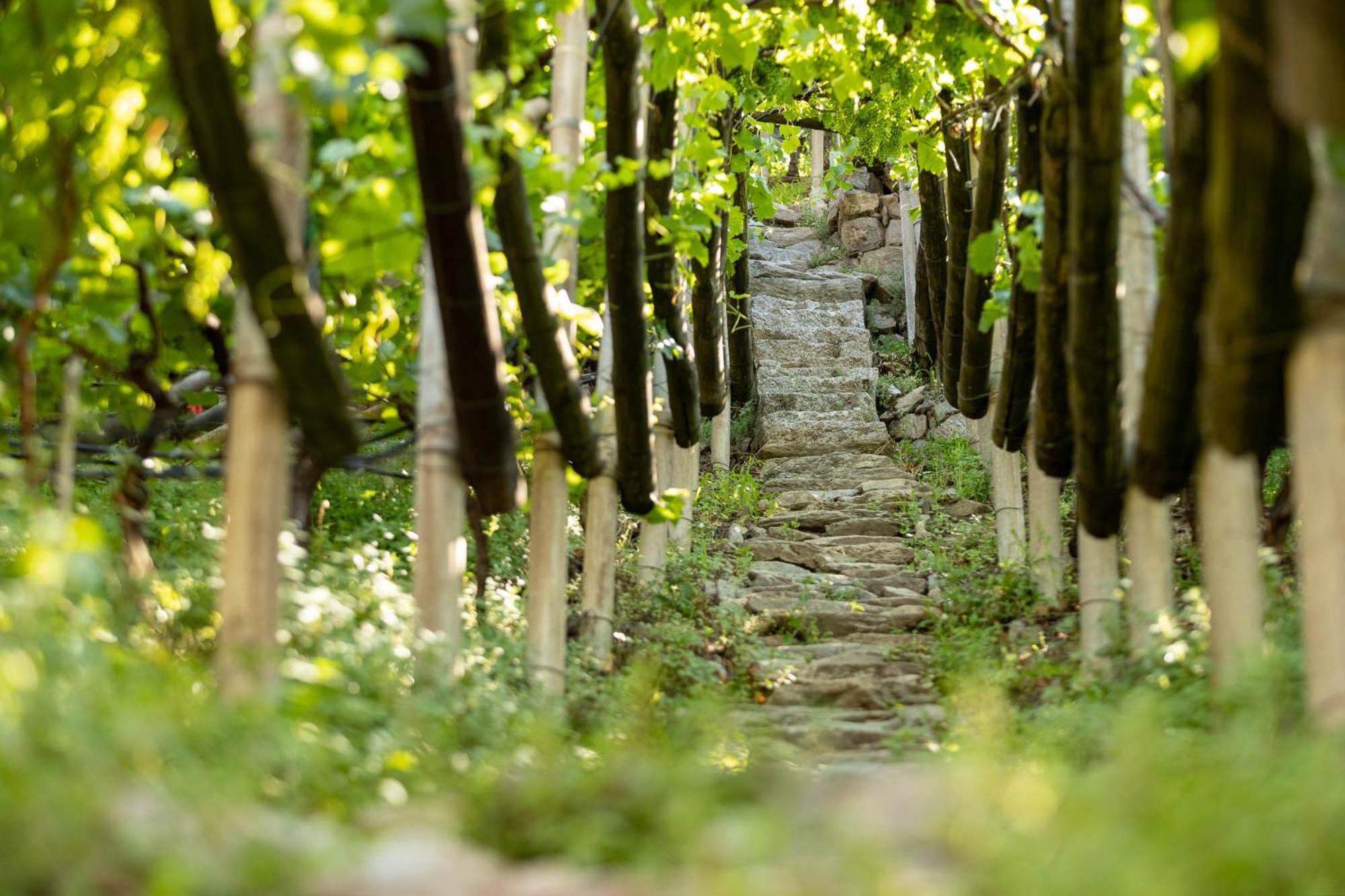 Ladurnerhof Boutique Apartments Meran