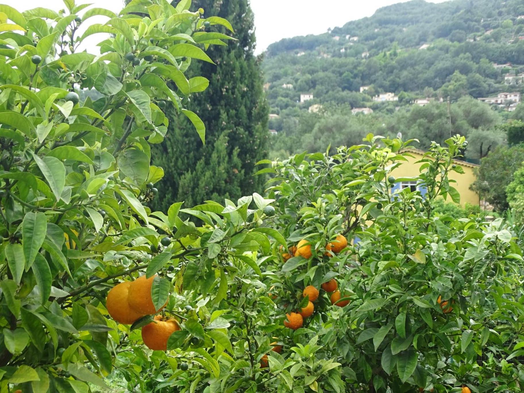Photo 44