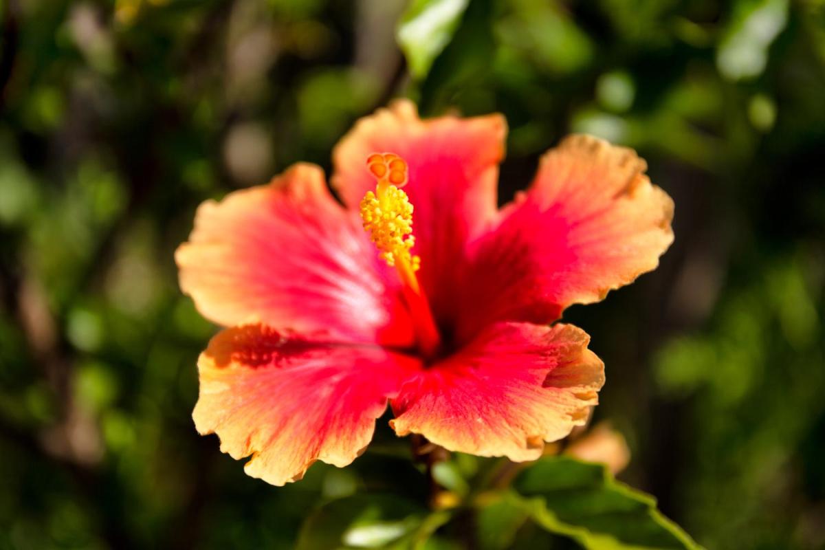 Photo 49