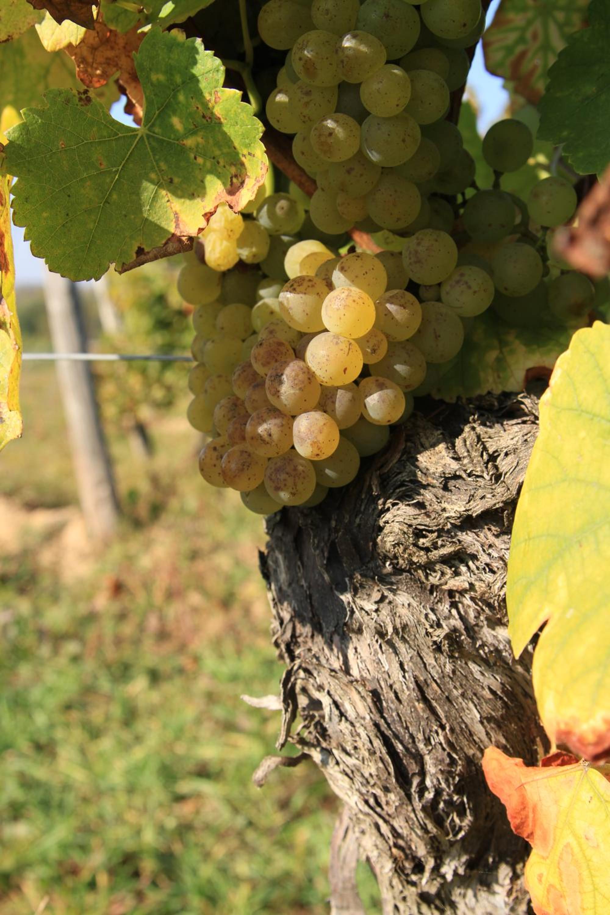Bio-Weingut, Gästehaus und Kräuterhof