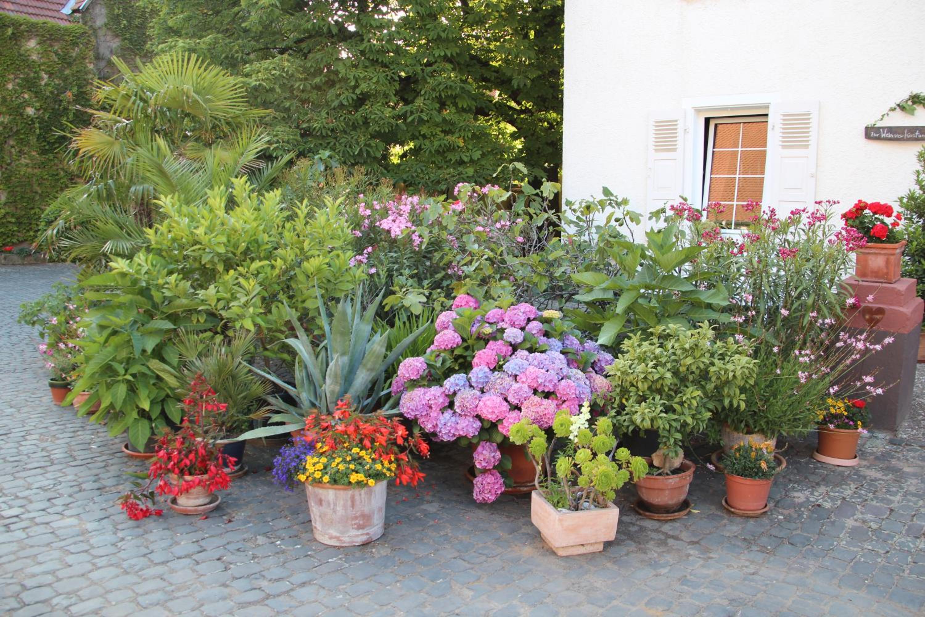 Bio-Weingut, Gästehaus und Kräuterhof