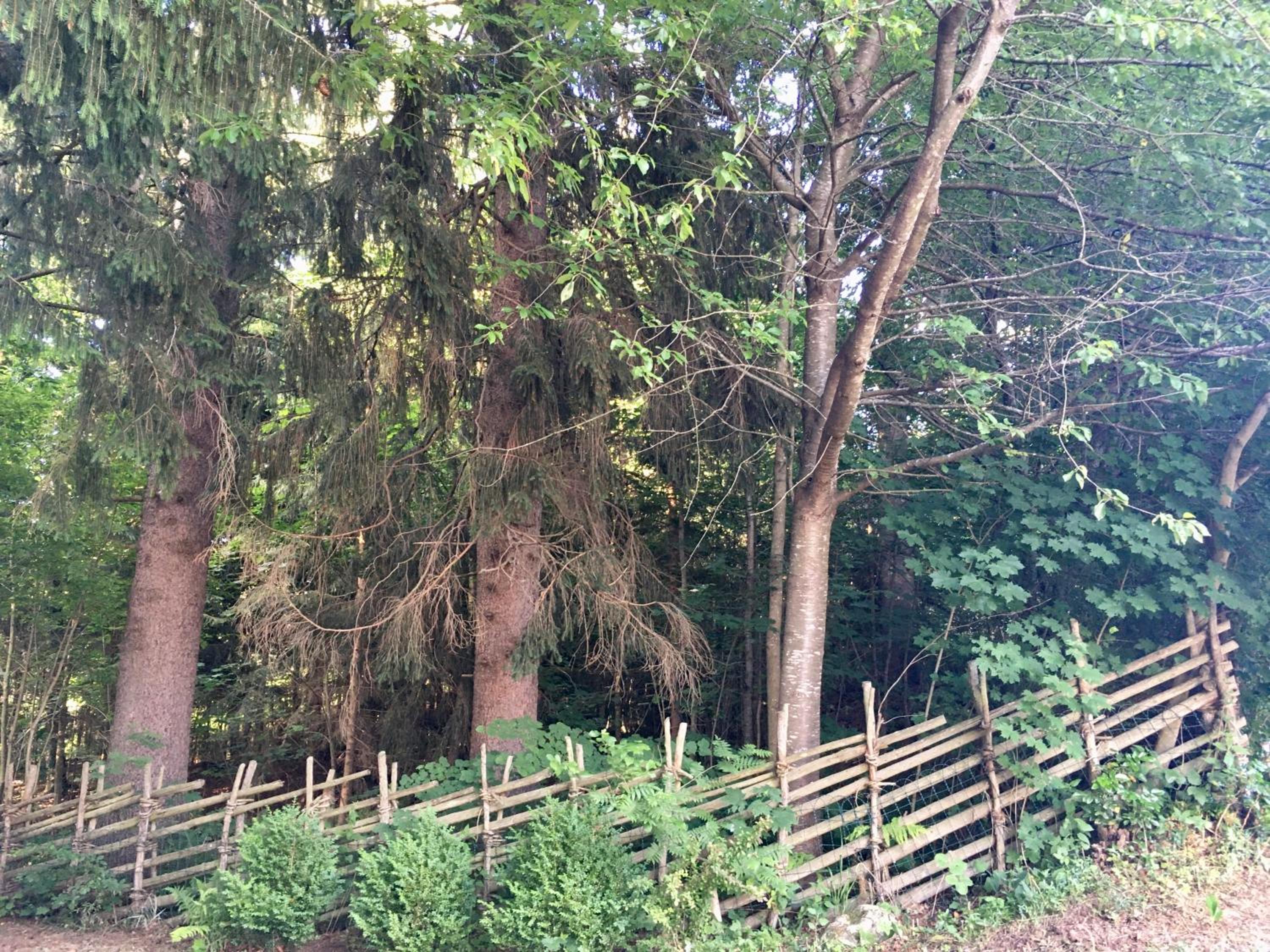 Naturforsthaus Gartenblick für Hunde - und naturverbundene Menschen