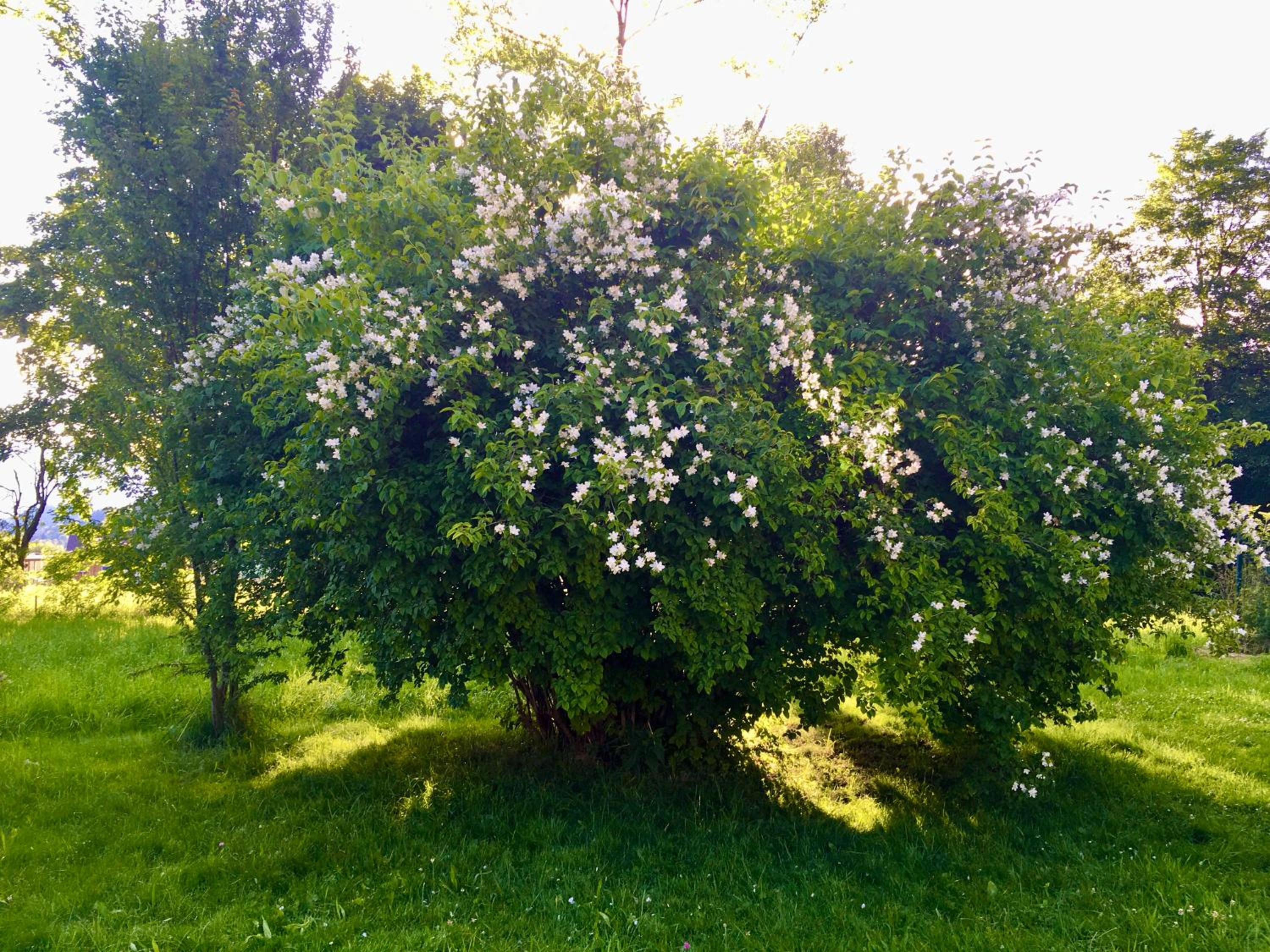 Naturforsthaus Gartenblick für Hunde - und naturverbundene Menschen