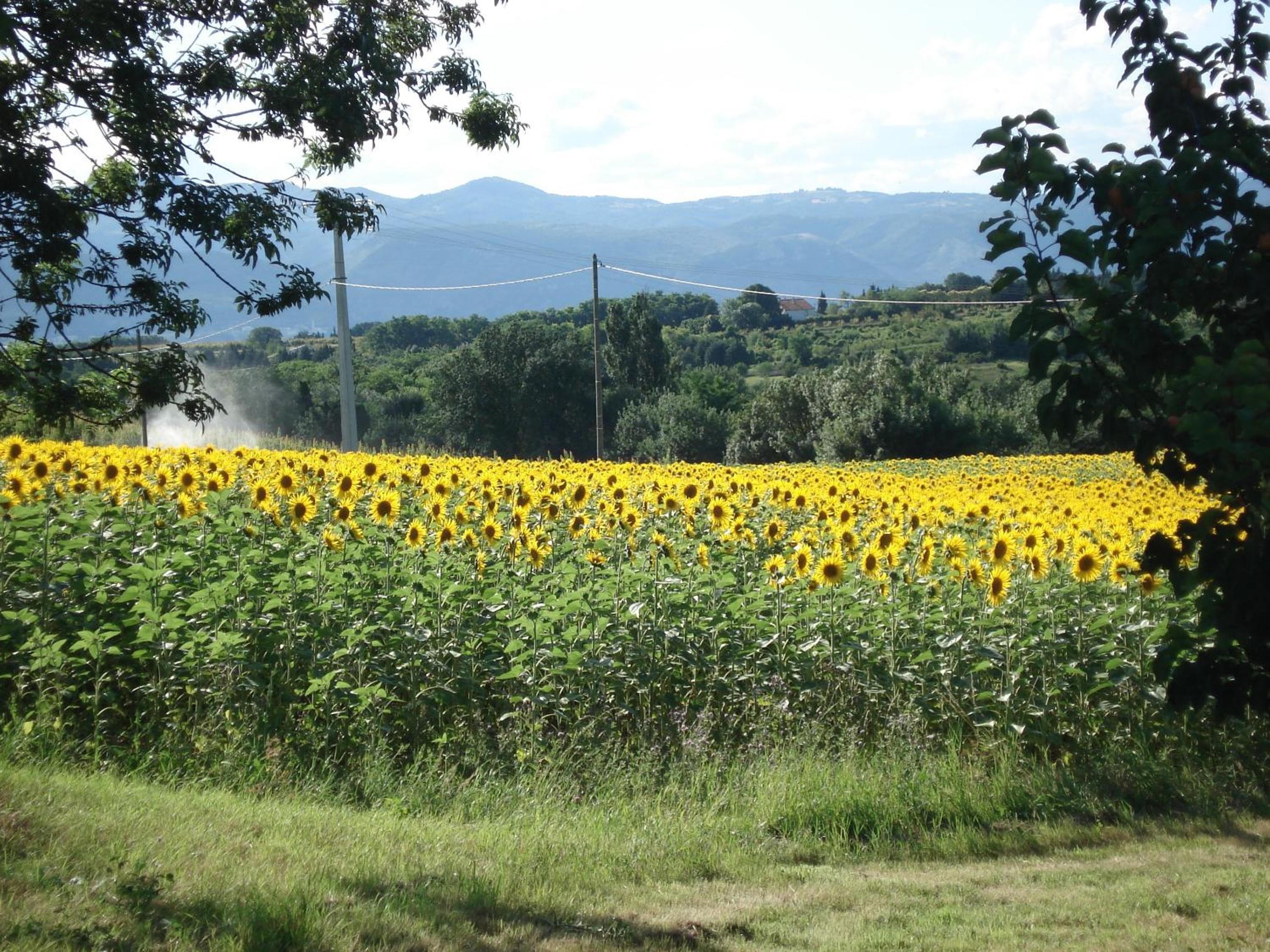 Photo 48