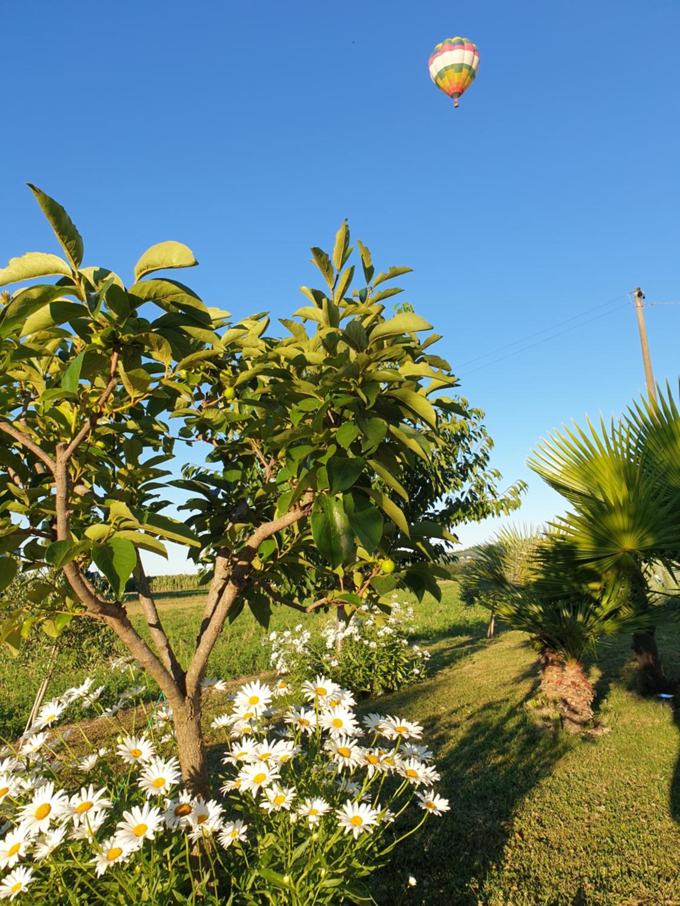 Photo 42