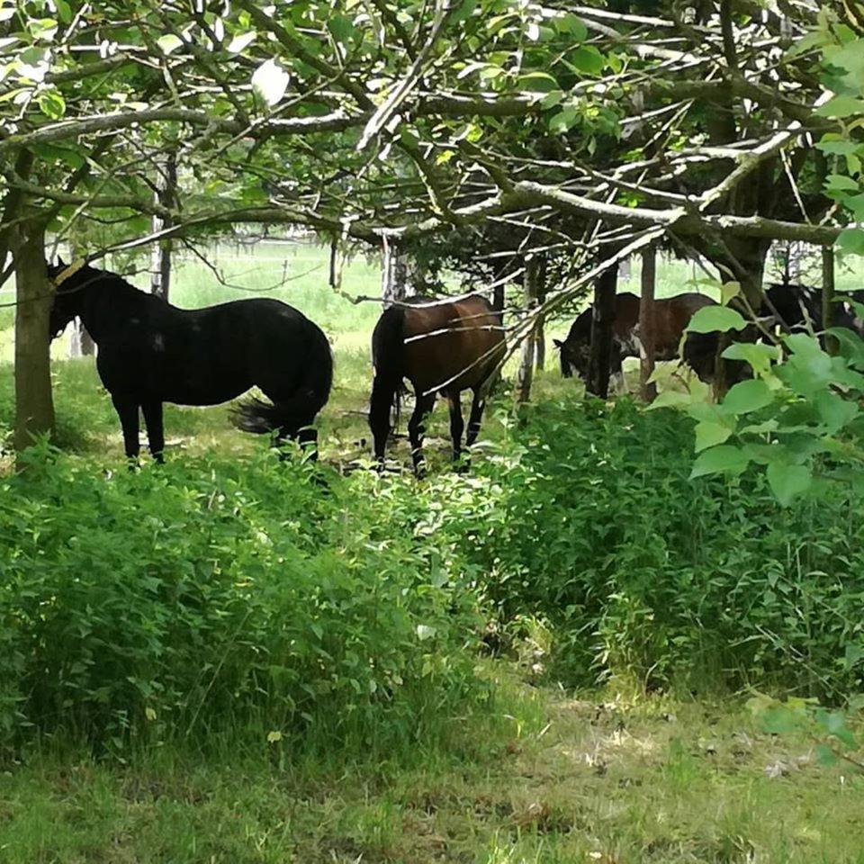 Domek Bobrowe Zacisze 2 view 4