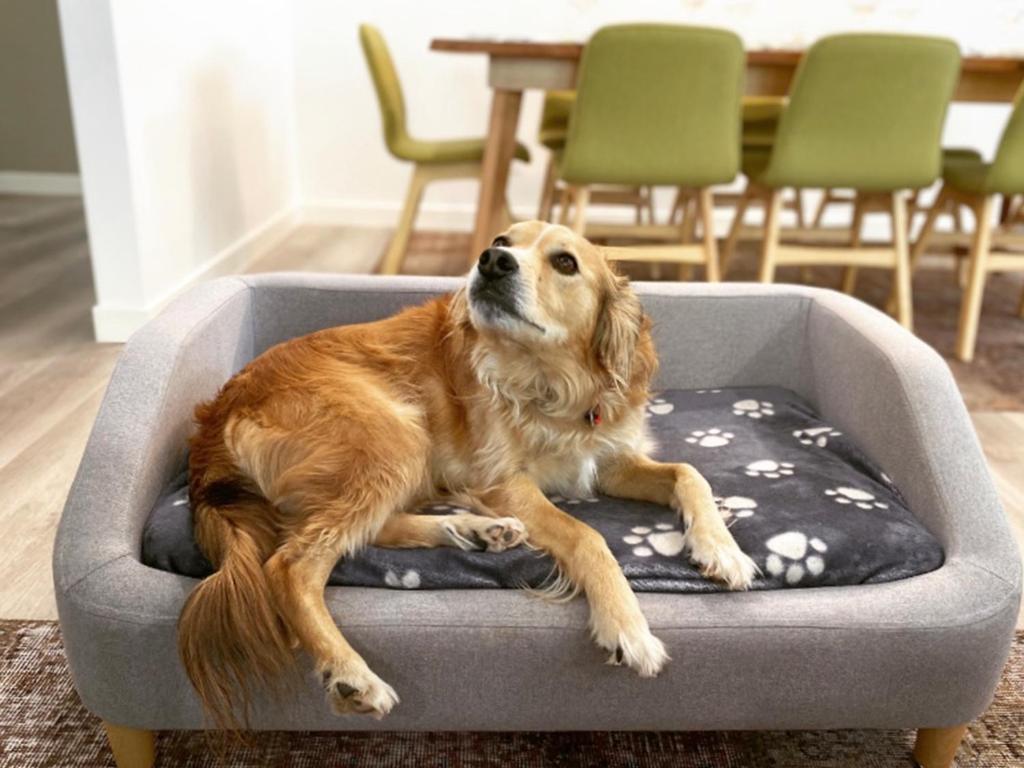 The Perfect Pet Friendly Escape, Sunshine Beach