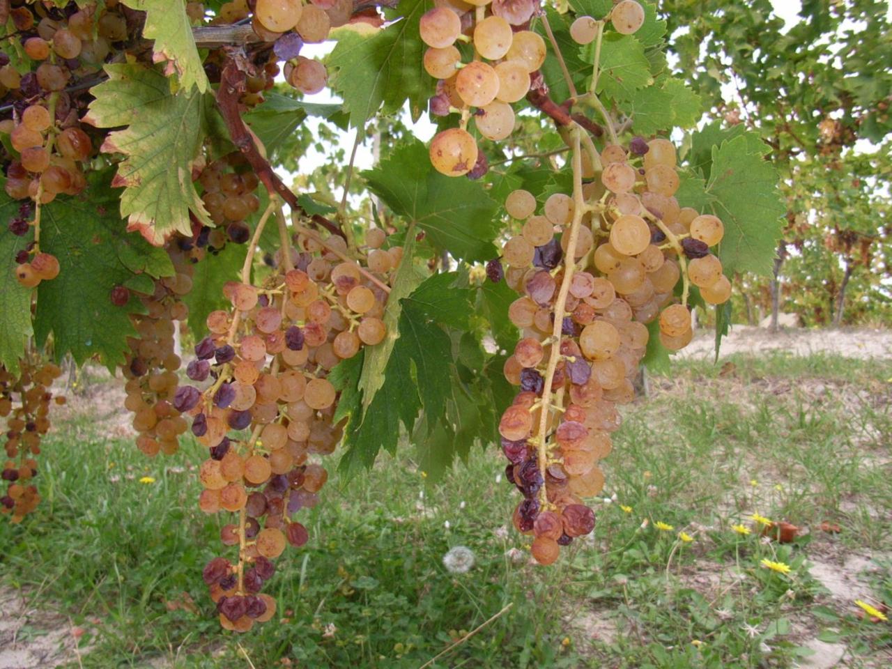 Agriturismo Rupestr