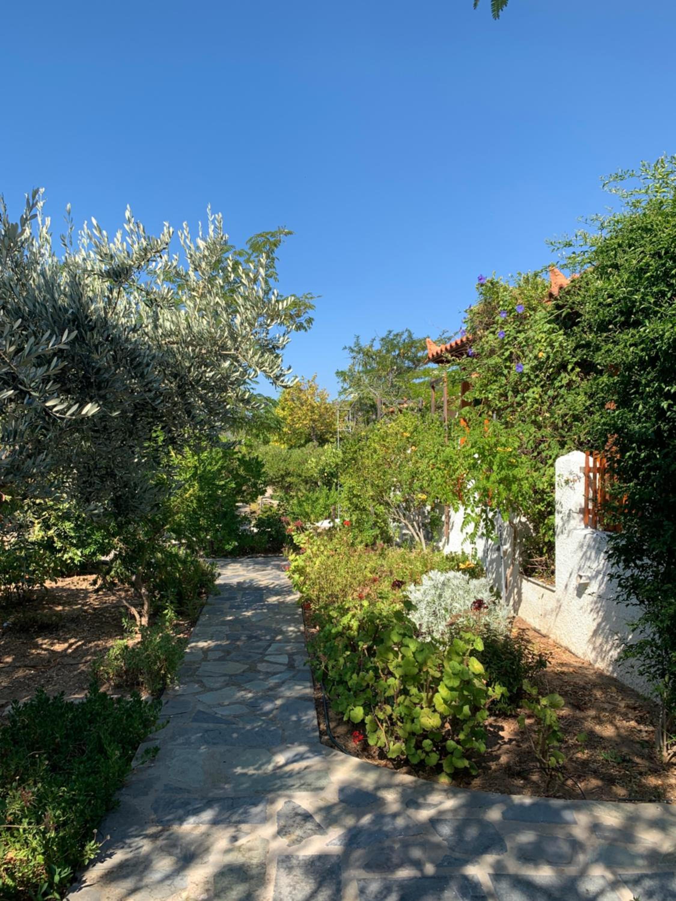 Pleiades Samos
